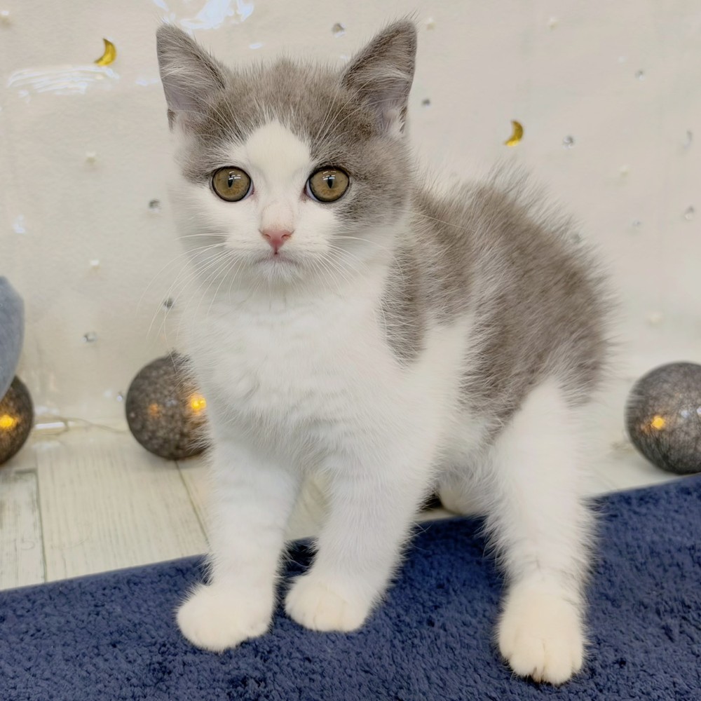 福岡県のブリティッシュショートヘアー (犬の家＆猫の里シュロアモール筑紫野店/2026年7月25日生まれ/男の子/ブルーホワイト)の子猫の4枚目の画像