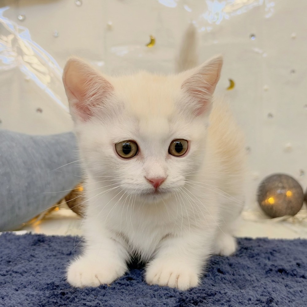 福岡県のマンチカン (犬の家＆猫の里シュロアモール筑紫野店/2026年7月20日生まれ/男の子/クリームホワイト)の子猫の4枚目の画像