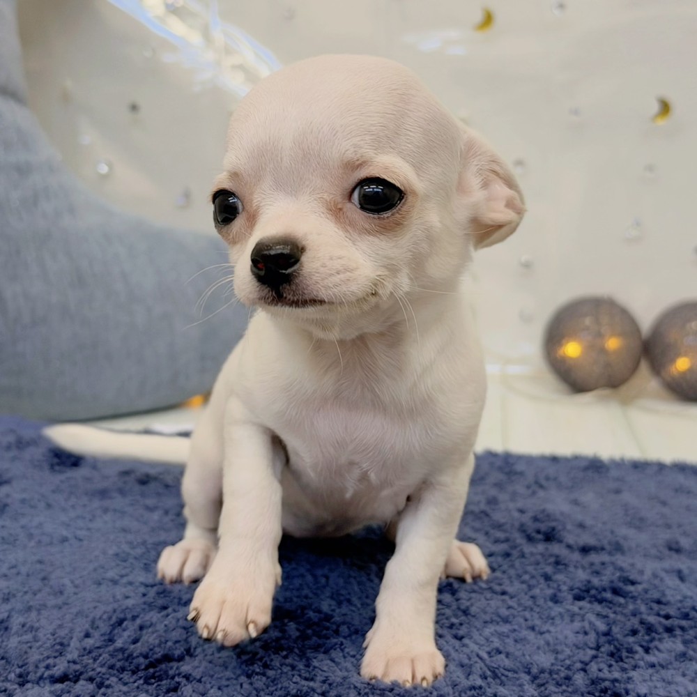 福岡県のチワワ(スムース) (犬の家＆猫の里シュロアモール筑紫野店/2026年7月25日生まれ/女の子/クリーム)の子犬の4枚目の画像