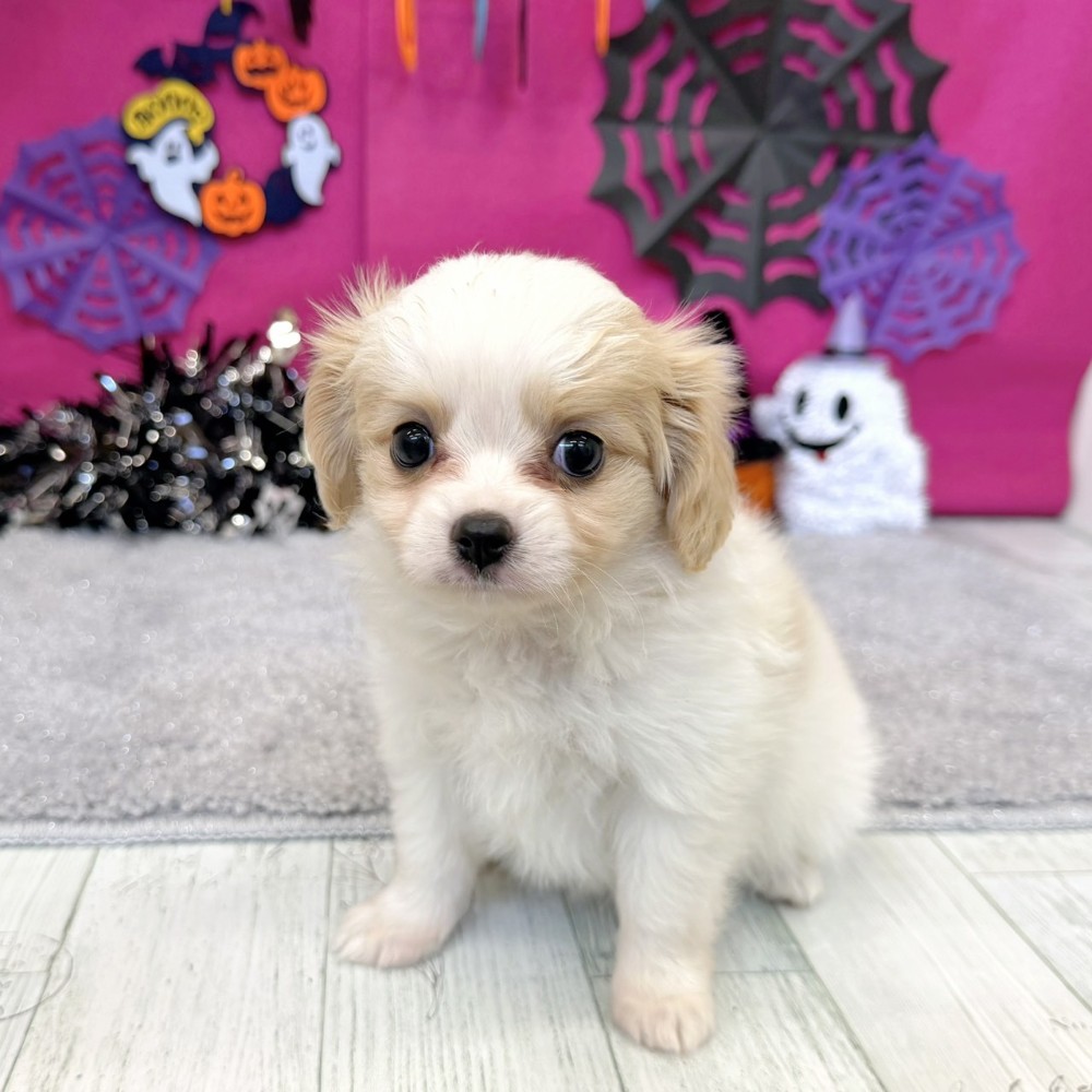 福岡県のハーフ犬・ミックス犬 (犬の家＆猫の里シュロアモール筑紫野店/2026年7月31日生まれ/女の子/ホワイトクリーム)の子犬の4枚目の画像
