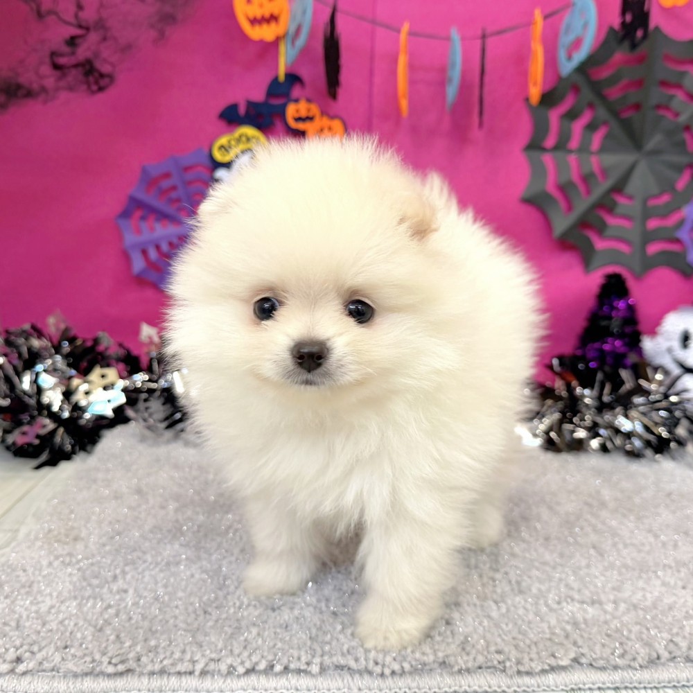 福岡県のポメラニアン (犬の家＆猫の里シュロアモール筑紫野店/2026年8月2日生まれ/女の子/クリーム)の子犬の4枚目の画像