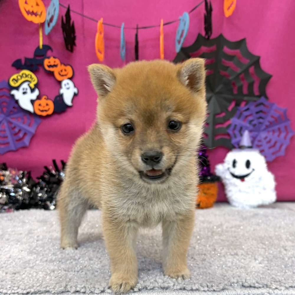 福岡県の豆柴 (犬の家＆猫の里シュロアモール筑紫野店/2026年8月2日生まれ/男の子/赤)の子犬の4枚目の画像