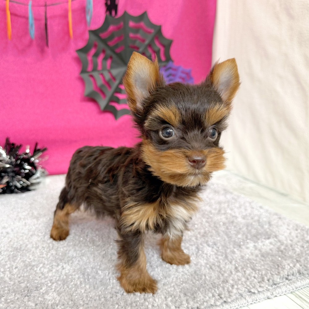 福岡県のヨークシャーテリア (犬の家＆猫の里シュロアモール筑紫野店/2026年8月11日生まれ/男の子/チョコレートタン)の子犬の4枚目の画像