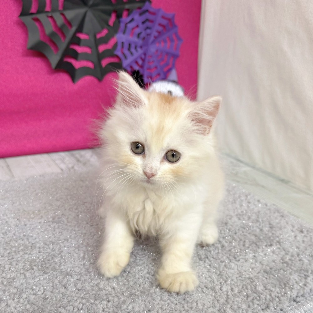 福岡県のスコティッシュストレート (犬の家＆猫の里シュロアモール筑紫野店/2026年8月9日生まれ/男の子/クリームタビーホワイト)の子猫の1枚目の画像