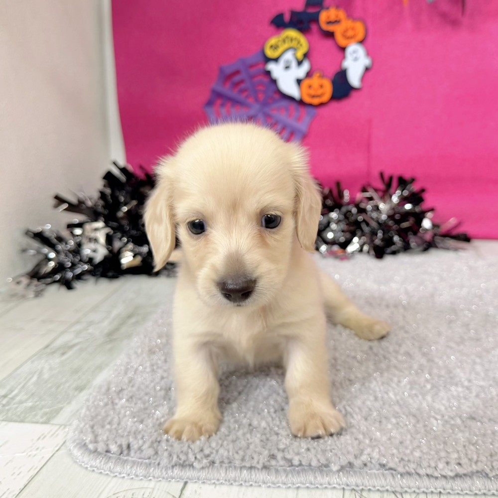 福岡県のミニチュアダックスフンド(ロング) (犬の家＆猫の里シュロアモール筑紫野店/2026年8月10日生まれ/男の子/イエロー)の子犬の4枚目の画像
