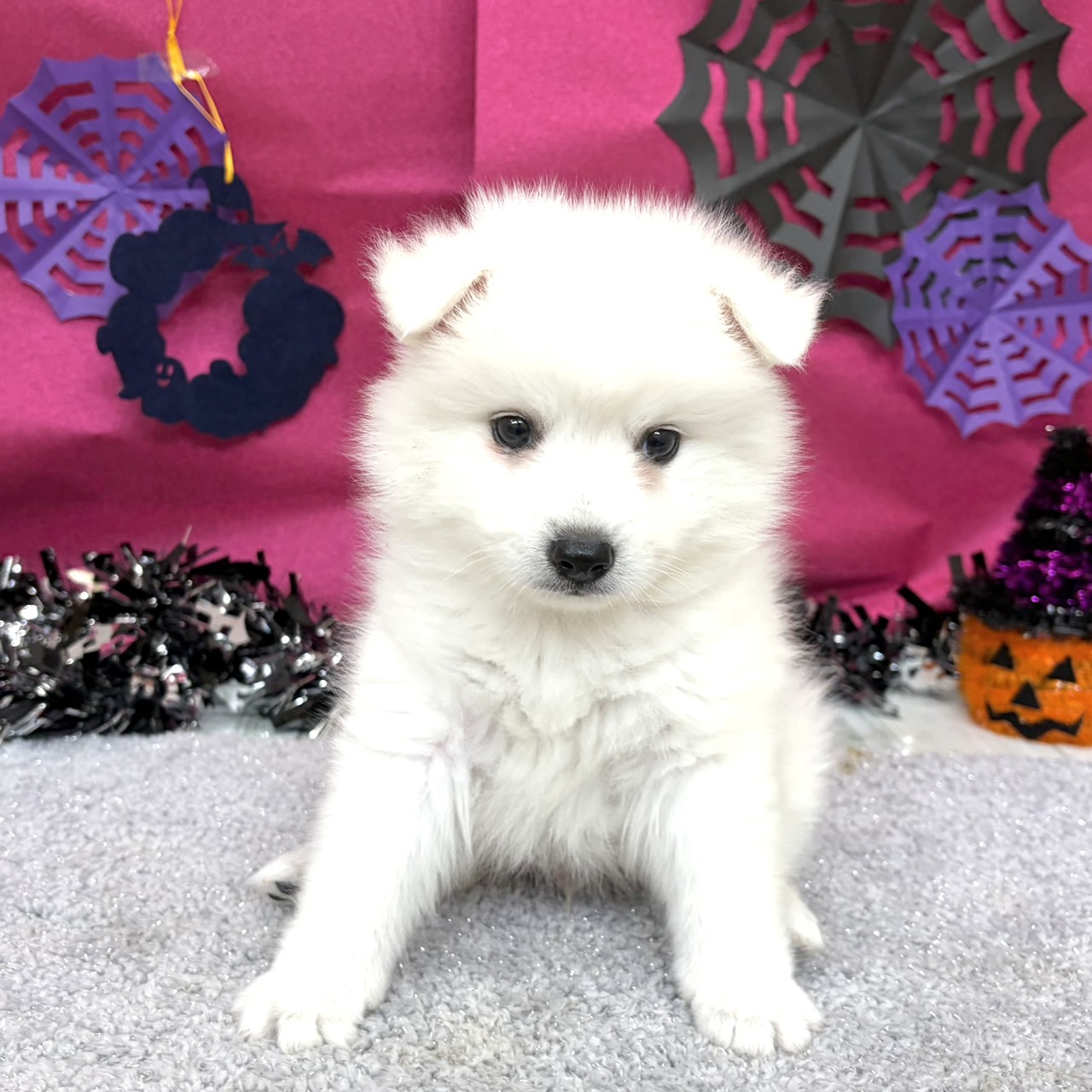 福岡県の日本スピッツ (犬の家＆猫の里シュロアモール筑紫野店/2026年8月17日生まれ/男の子/ホワイト)の子犬の4枚目の画像