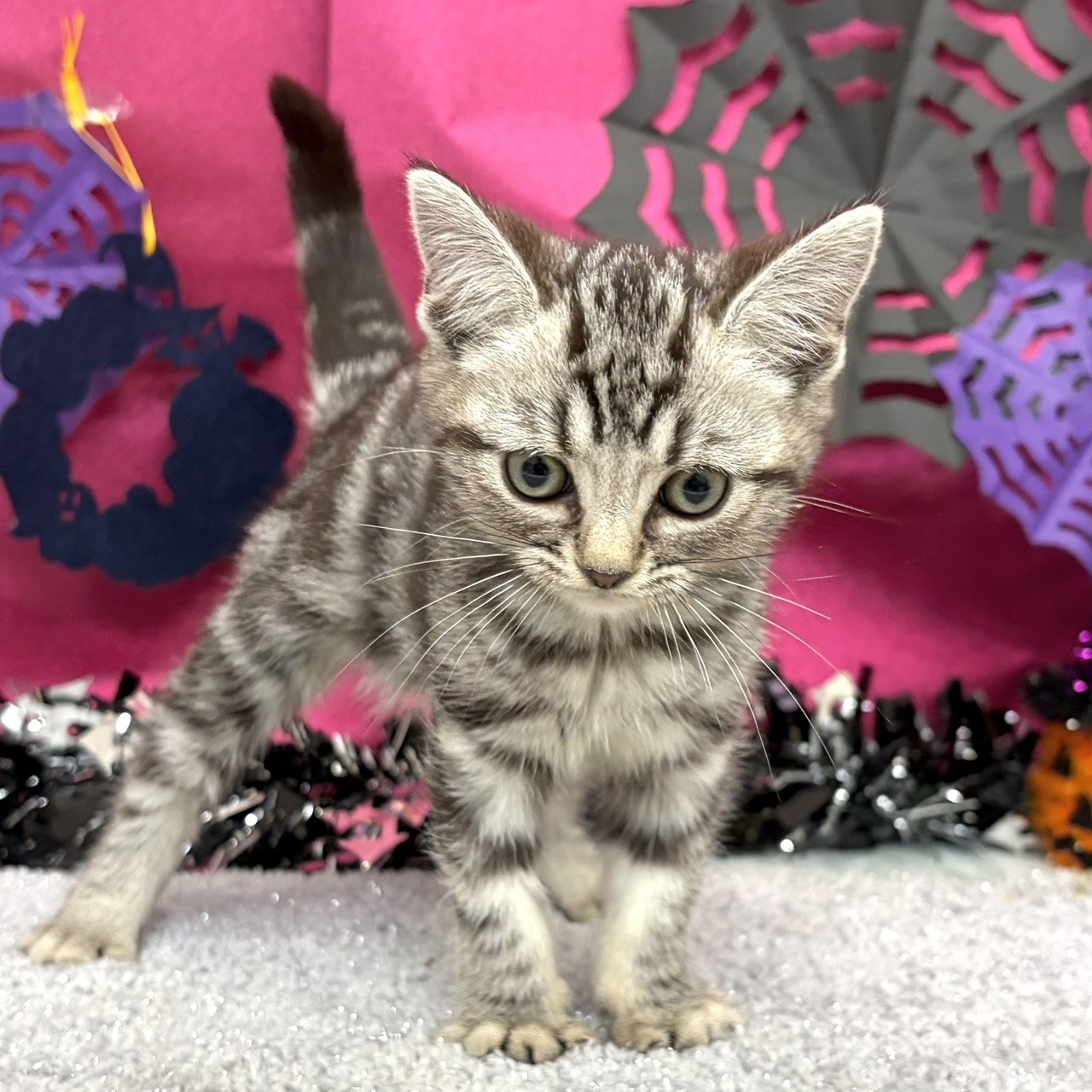 福岡県のアメリカンショートヘアー (犬の家＆猫の里シュロアモール筑紫野店/2026年8月15日生まれ/女の子/シルバータビー)の子猫の4枚目の画像