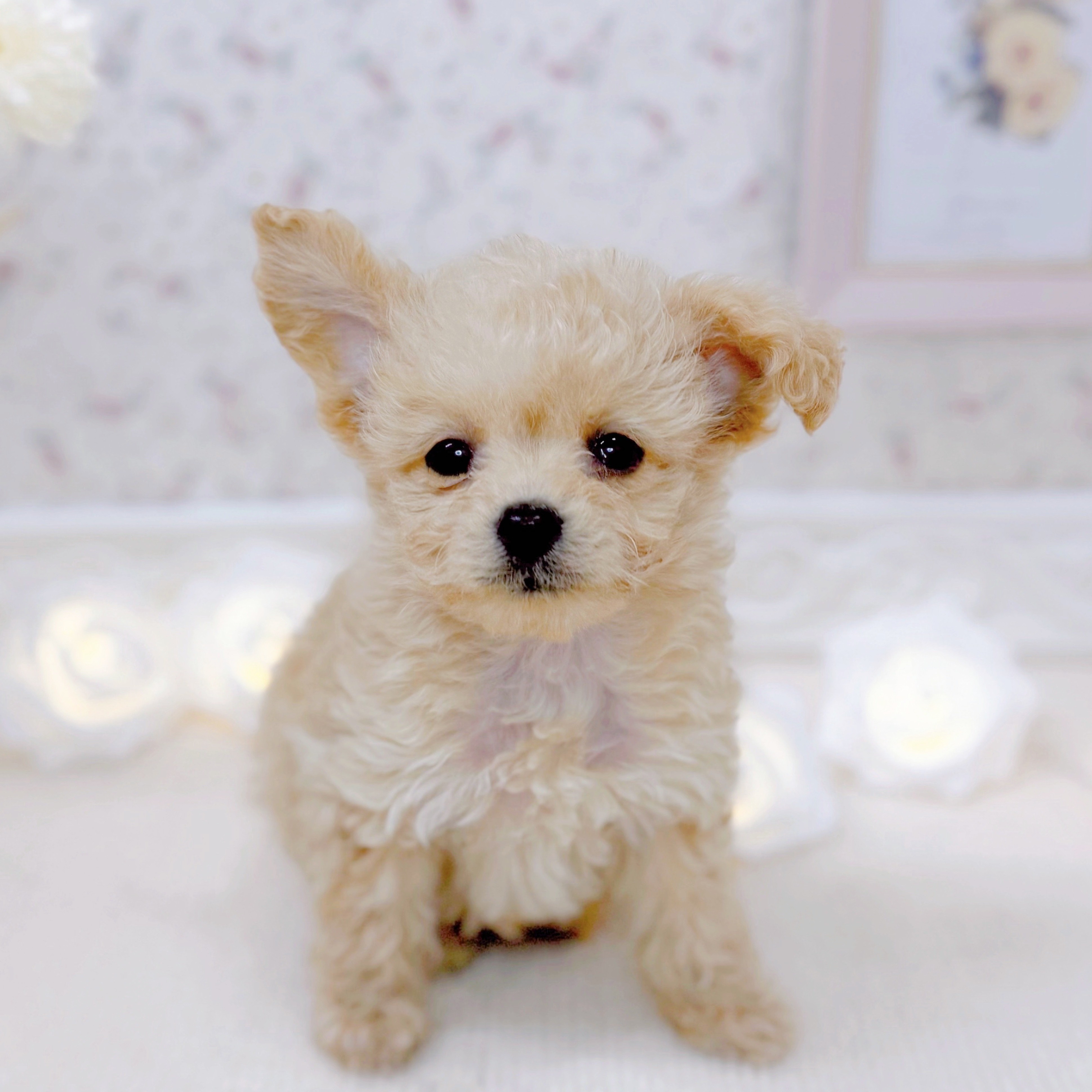 石川県のポメプー(ポメラニアン×プードル) (犬の家＆猫の里金沢有松店/2025年3月10日生まれ/女の子/クリーム)の子犬