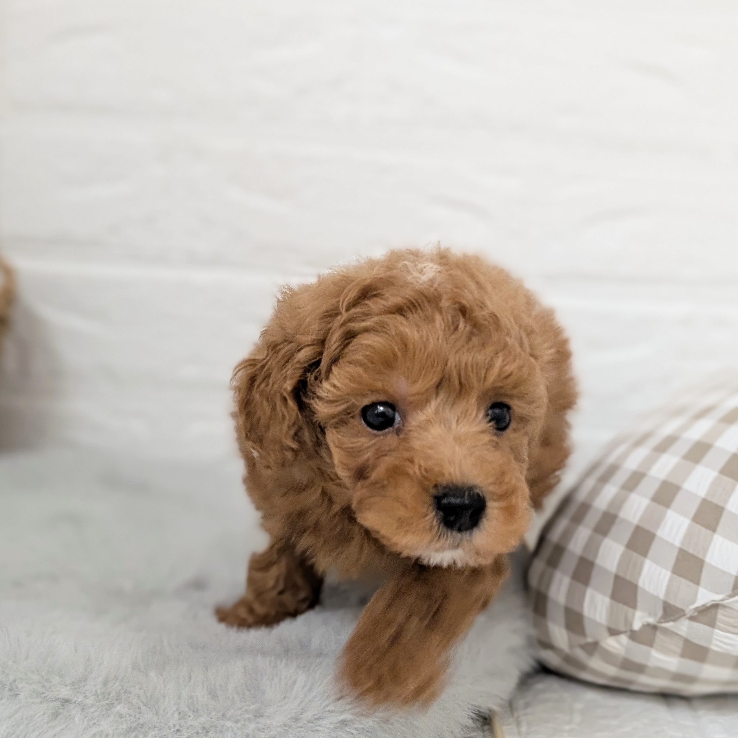 愛知県のトイプードル(トイ) (犬の家＆猫の里豊川インター店/2025年11月24日生まれ/男の子/アプリコット)の子犬の4枚目の画像