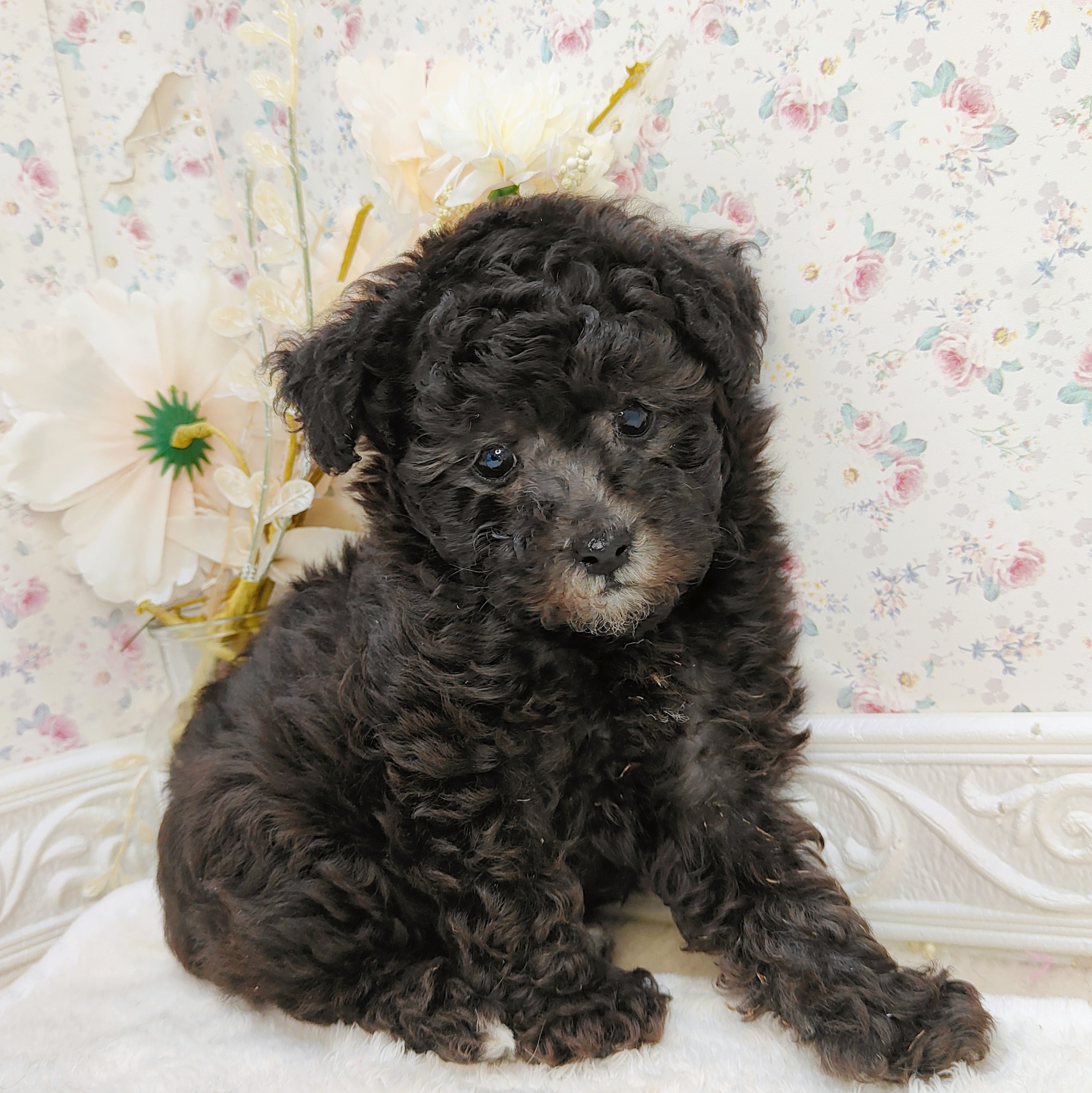 石川県のトイプードル(トイ) (犬の家＆猫の里アミーゴ金沢有松店/2025年7月26日生まれ/男の子/シルバー)の子犬の4枚目の画像