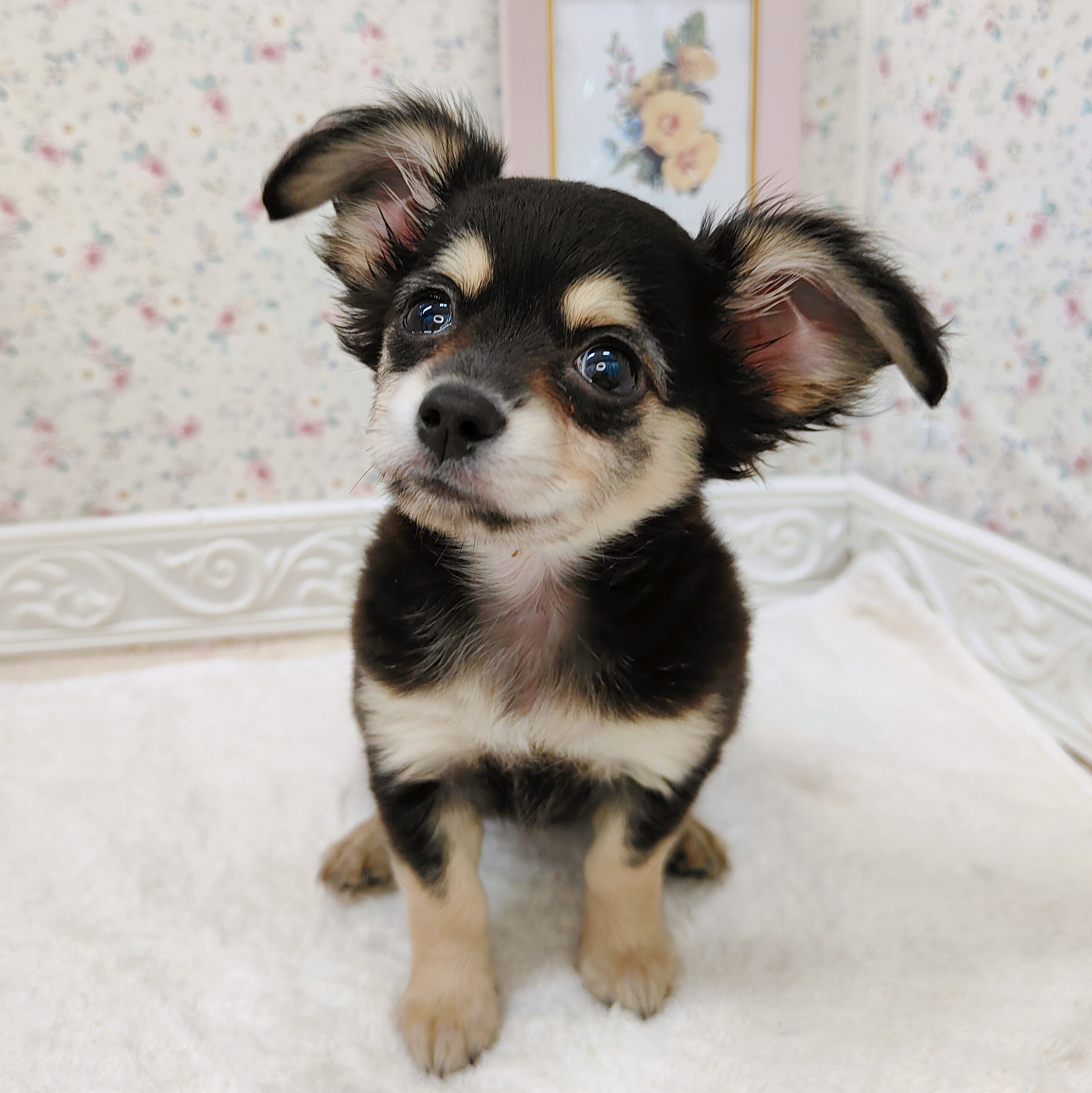 石川県のチワックス(チワワ×ダックス) (犬の家＆猫の里アミーゴ金沢有松店/2025年7月26日生まれ/女の子/ブラッククリーム)の子犬の4枚目の画像
