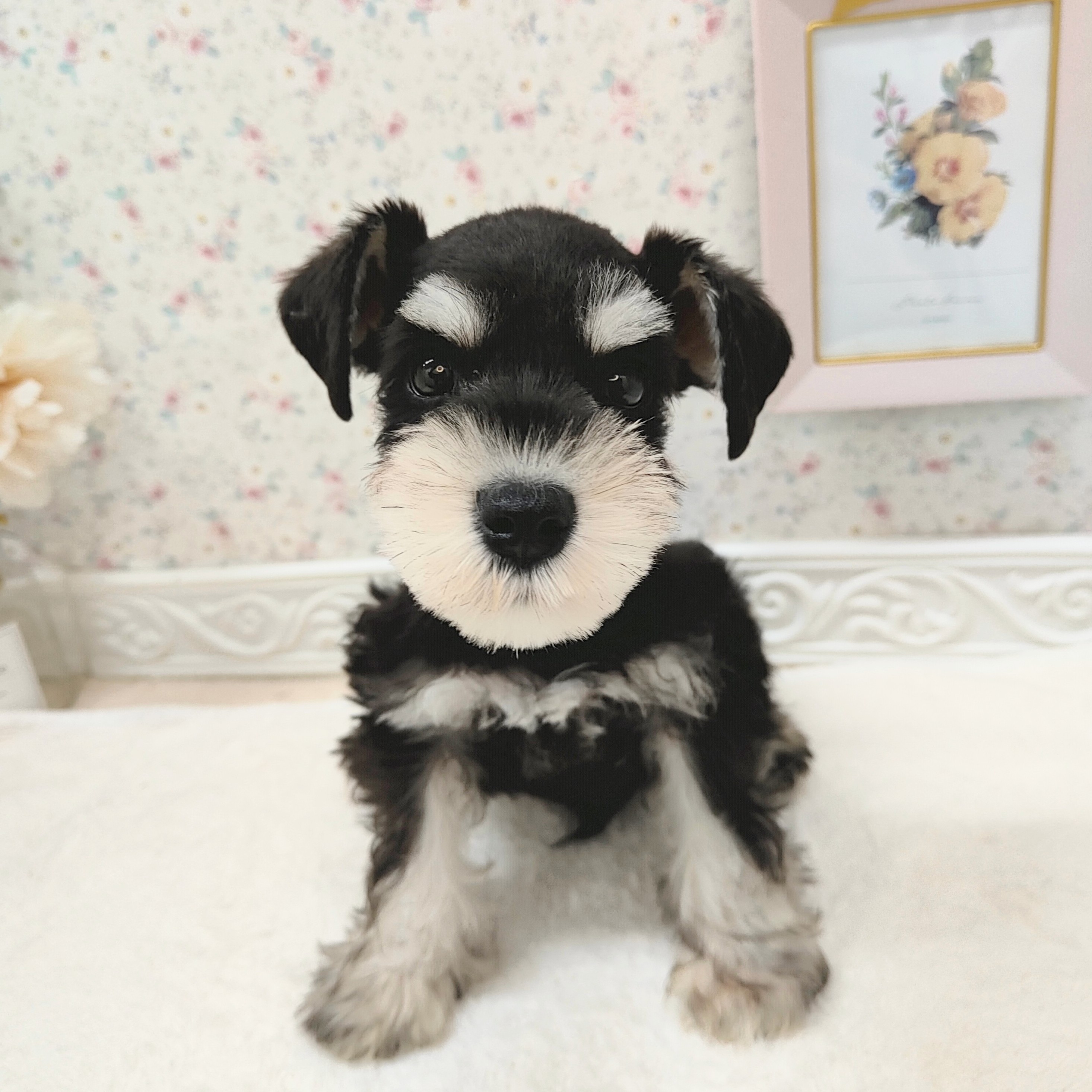 石川県のミニチュアシュナウザー (犬の家＆猫の里アミーゴ金沢有松店/2025年7月28日生まれ/男の子/ブラックシルバー)の子犬の4枚目の画像