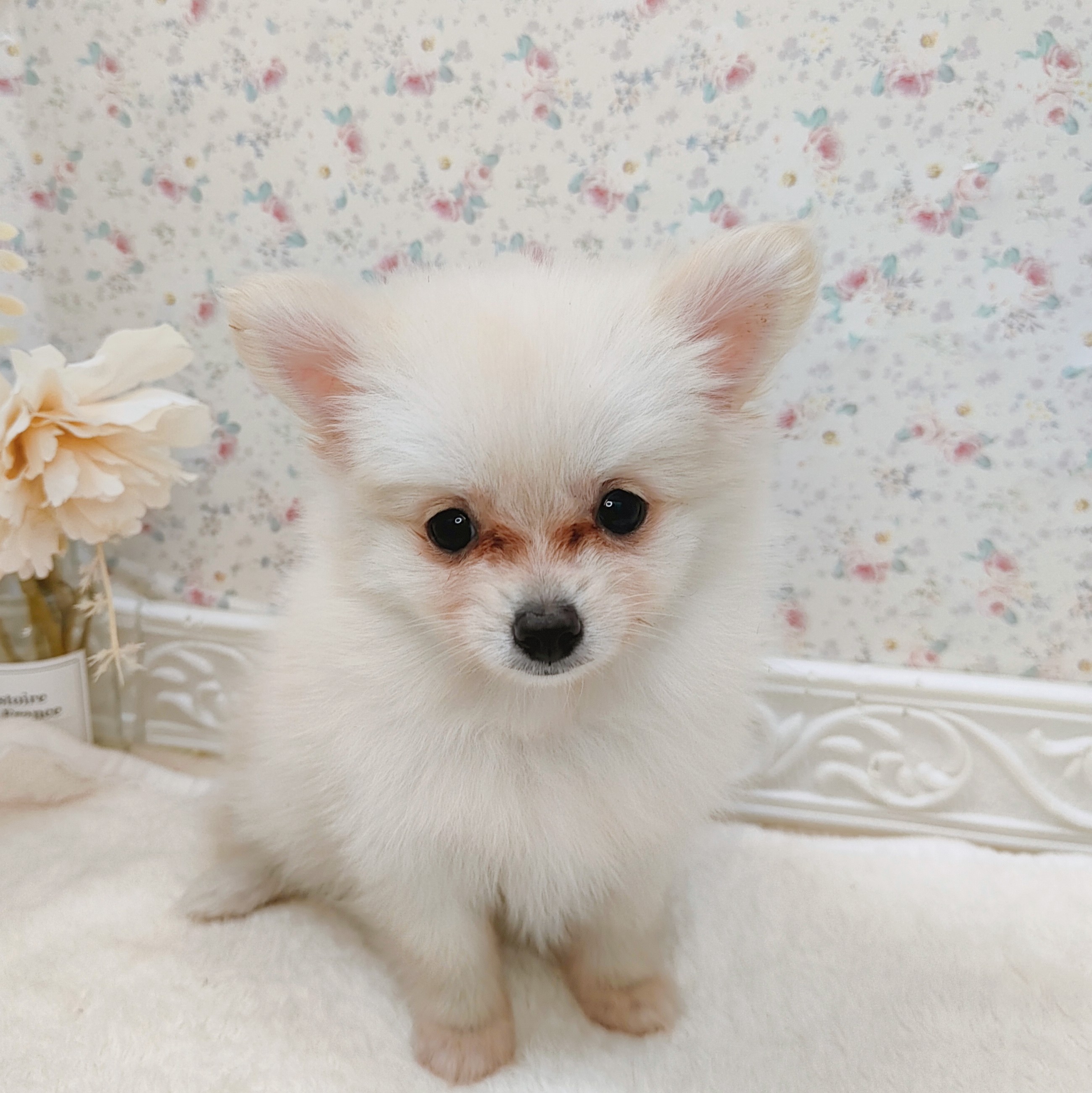 石川県のポメチワ/チワポメ/ポメチー(ポメラニアン×チワワ) (犬の家＆猫の里アミーゴ金沢有松店/2025年8月1日生まれ/女の子/クリーム)の子犬の4枚目の画像