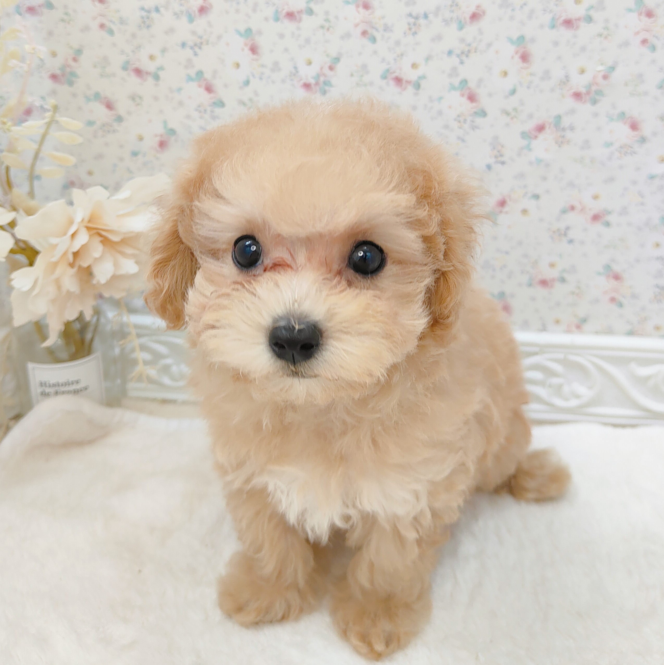 石川県のマルプー(マルチーズ×プードル) (犬の家＆猫の里アミーゴ金沢有松店/2025年8月5日生まれ/女の子/クリームホワイト)の子犬の4枚目の画像