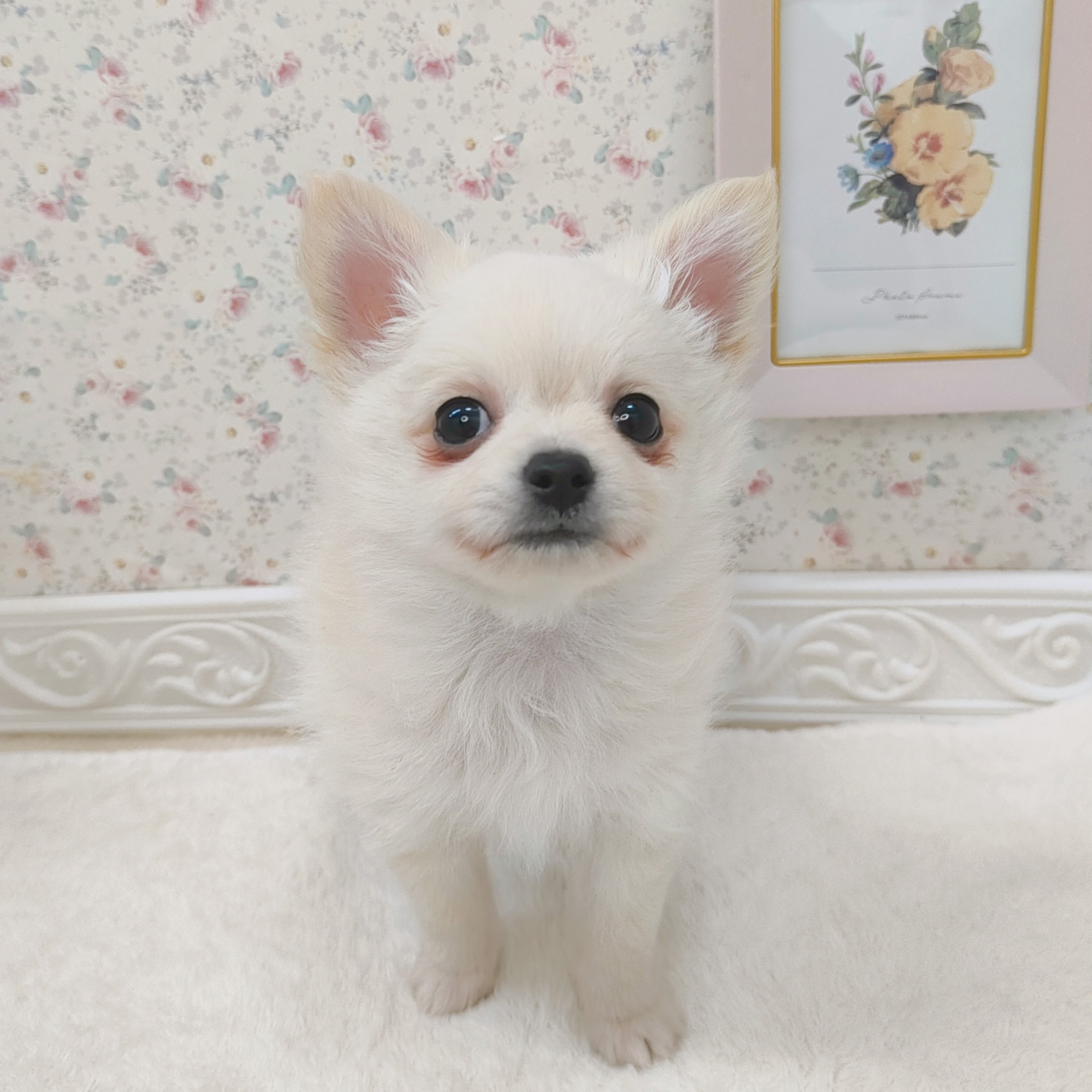 石川県のポメチワ/チワポメ/ポメチー(ポメラニアン×チワワ) (犬の家＆猫の里アミーゴ金沢有松店/2025年7月31日生まれ/男の子/クリーム)の子犬