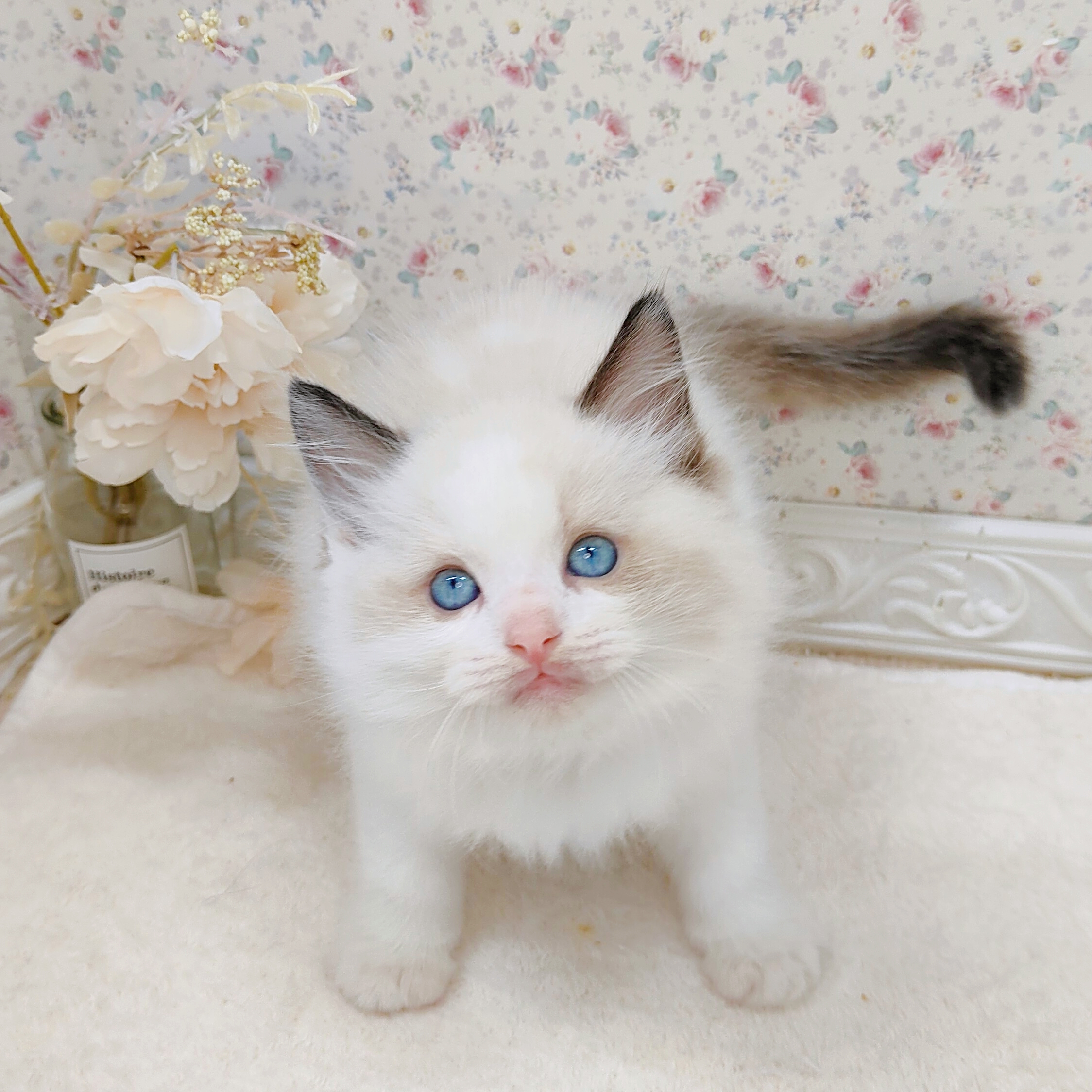 石川県のラグドール (犬の家&猫の里アミーゴ金沢有松店/2025年8月17日生まれ/男の子/シールポイントバイカラー)の子猫の4枚目の画像