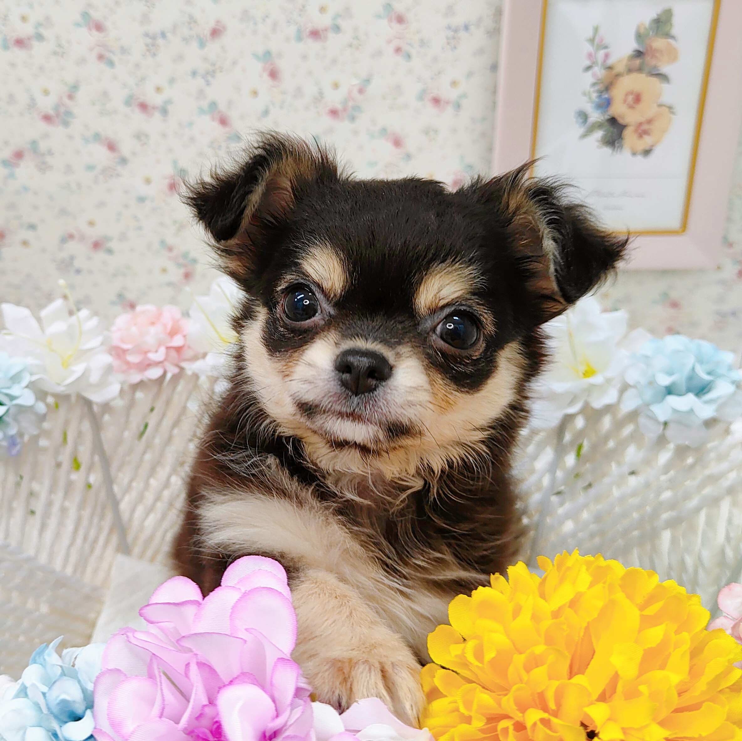 石川県のチワワ(ロング) (犬の家&猫の里アミーゴ金沢有松店/2025年8月20日生まれ/女の子/ブラックタン)の子犬の4枚目の画像