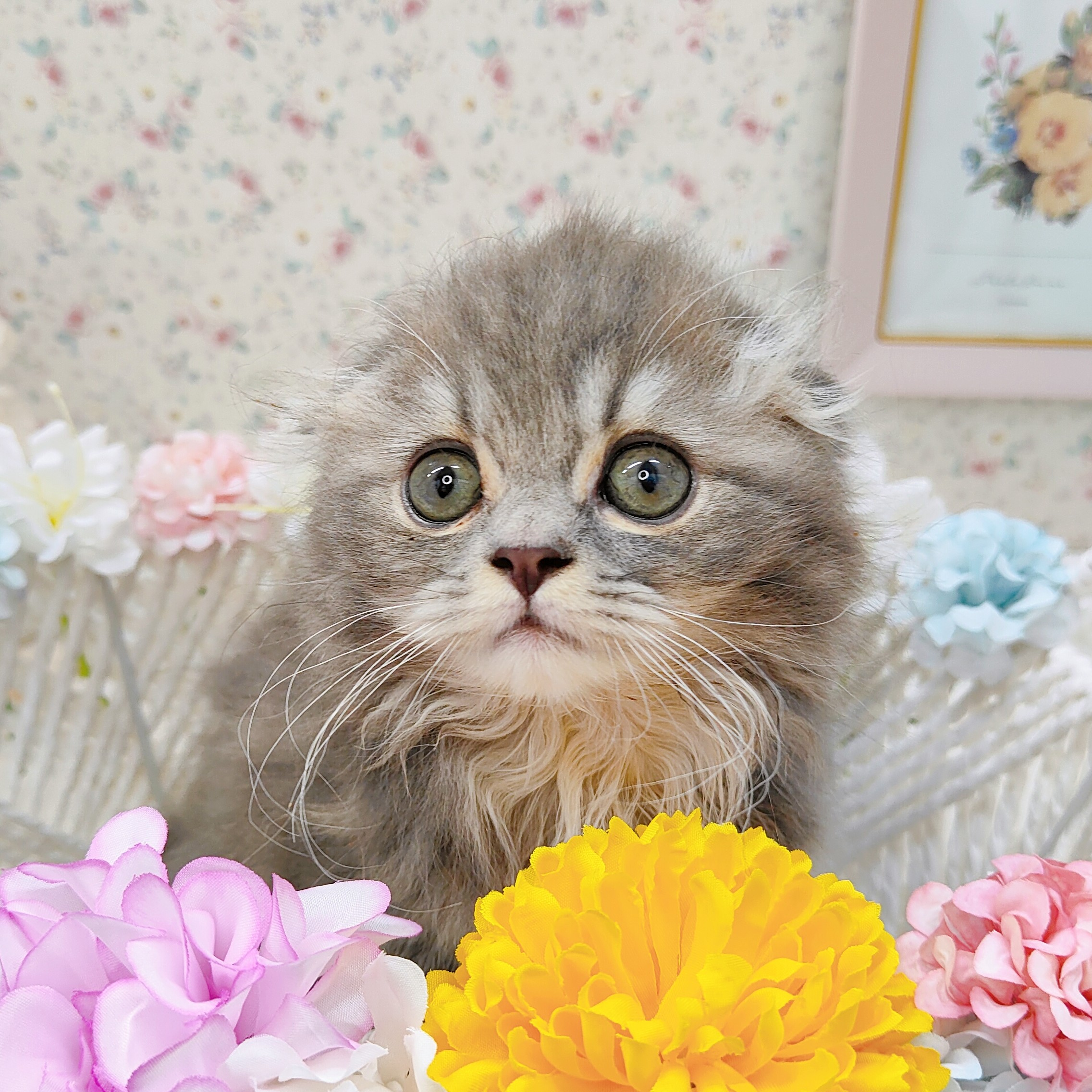石川県のスコティッシュフォールド (犬の家＆猫の里アミーゴ金沢有松店/2025年8月18日生まれ/女の子/ブルーパッチドタビー)の子猫の4枚目の画像