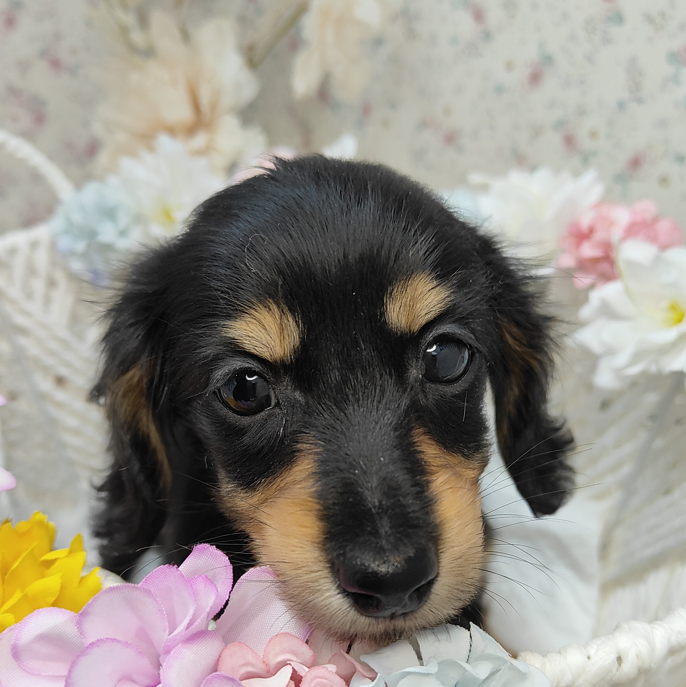 石川県のミニチュアダックスフンド(ロング) (犬の家＆猫の里アミーゴ金沢有松店/2025年9月9日生まれ/女の子/ブラックタン)の子犬の4枚目の画像