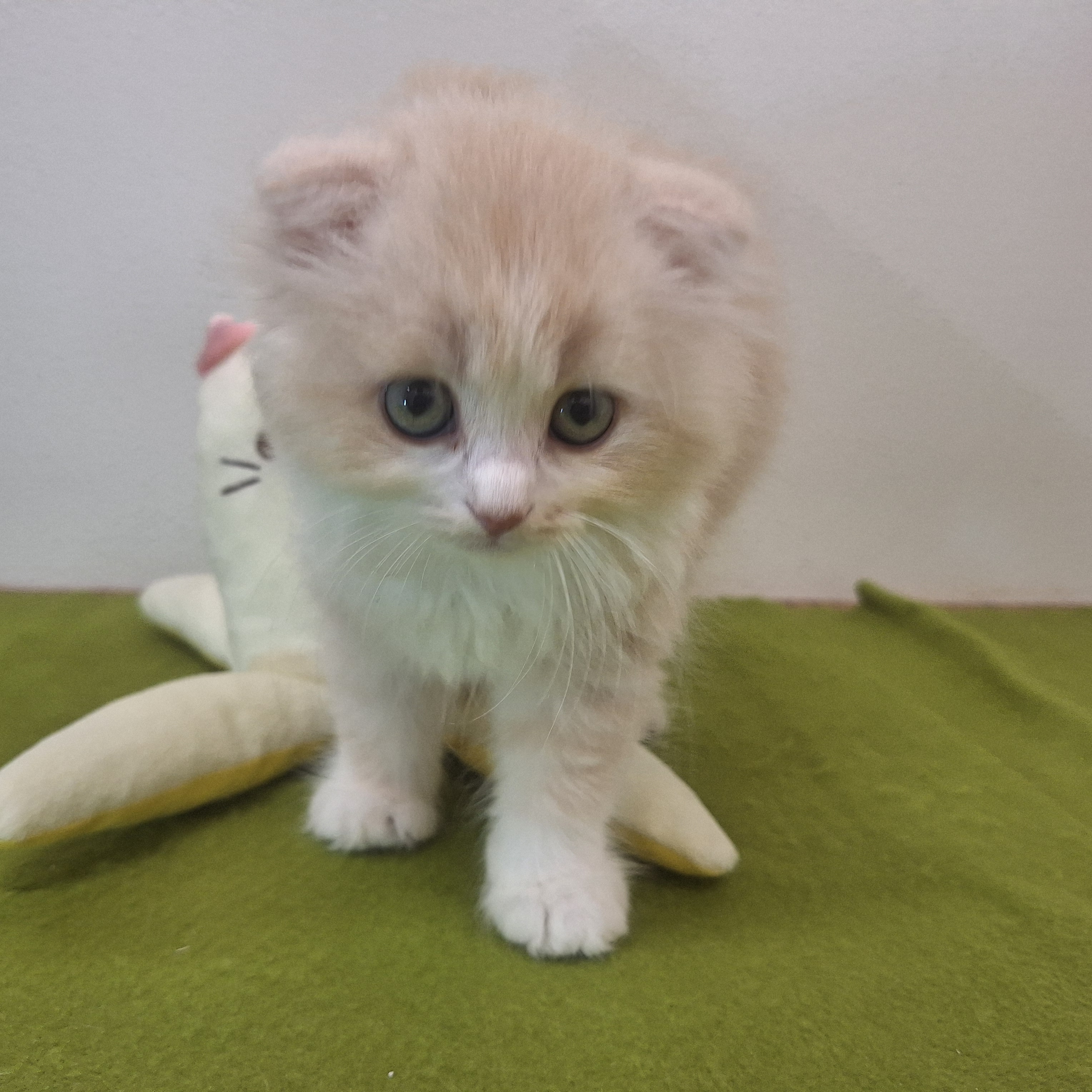 福岡県のスコティッシュフォールド (犬の家＆猫の里トリアス久山店/2025年7月5日生まれ/男の子/クリームタビーホワイト)の子猫の4枚目の画像