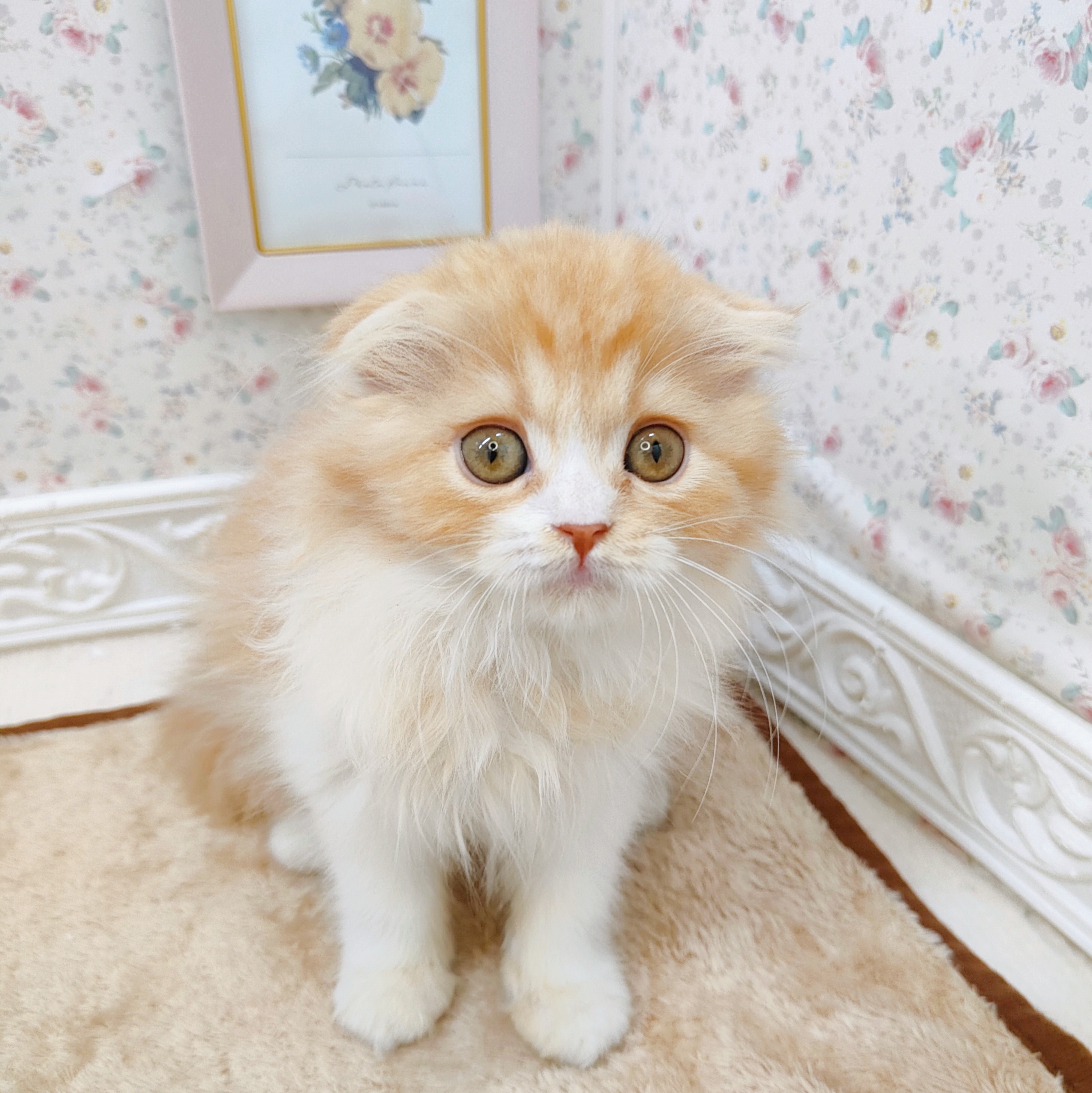 石川県のスコティッシュフォールド (犬の家＆猫の里アミーゴ金沢有松店/2025年9月9日生まれ/女の子/レッドタビーホワイト)の子猫の4枚目の画像