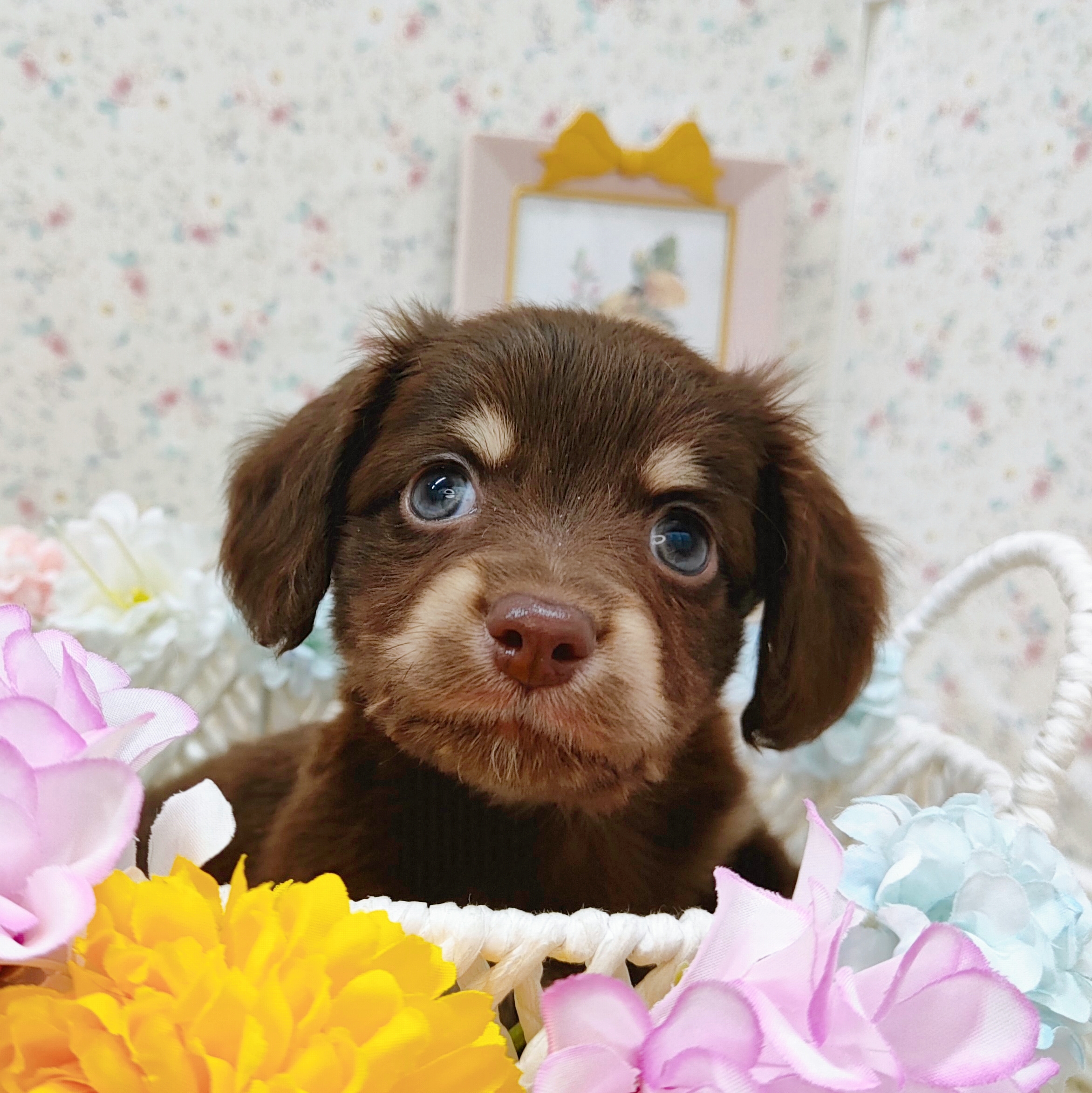 石川県のチワックス(チワワ×ダックス) (犬の家＆猫の里アミーゴ金沢有松店/2025年9月14日生まれ/男の子/チョコレートタン)の子犬の4枚目の画像