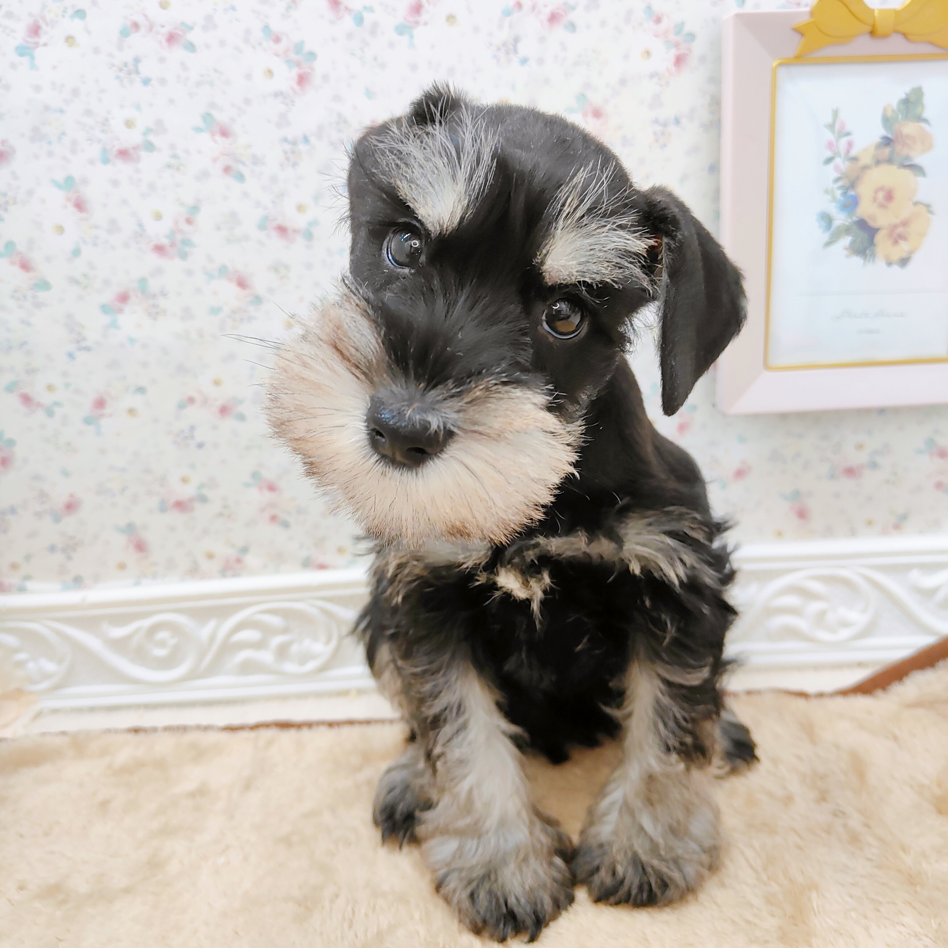 石川県のミニチュアシュナウザー (犬の家＆猫の里アミーゴ金沢有松店/2025年9月13日生まれ/男の子/ブラックシルバー)の子犬の4枚目の画像