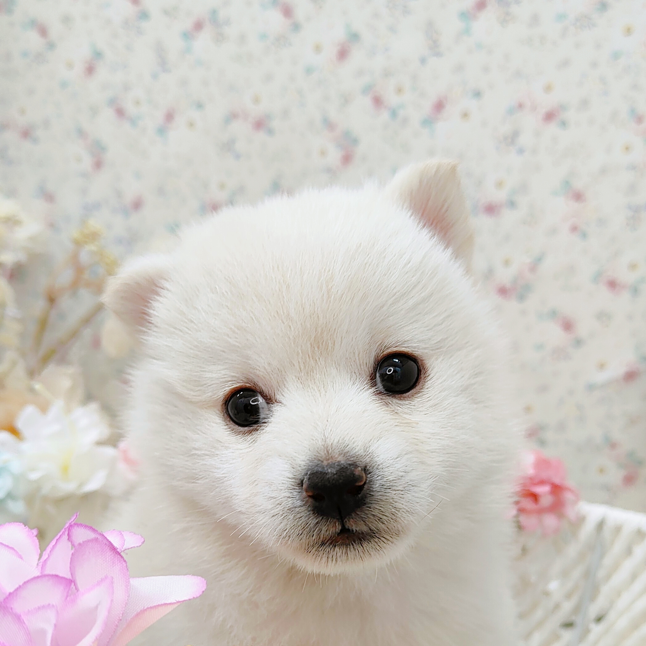 石川県のポメ柴/豆ポメ/ポメ豆柴(ポメラニアン×柴犬) (犬の家＆猫の里アミーゴ金沢有松店/2025年9月15日生まれ/男の子/白)の子犬の4枚目の画像