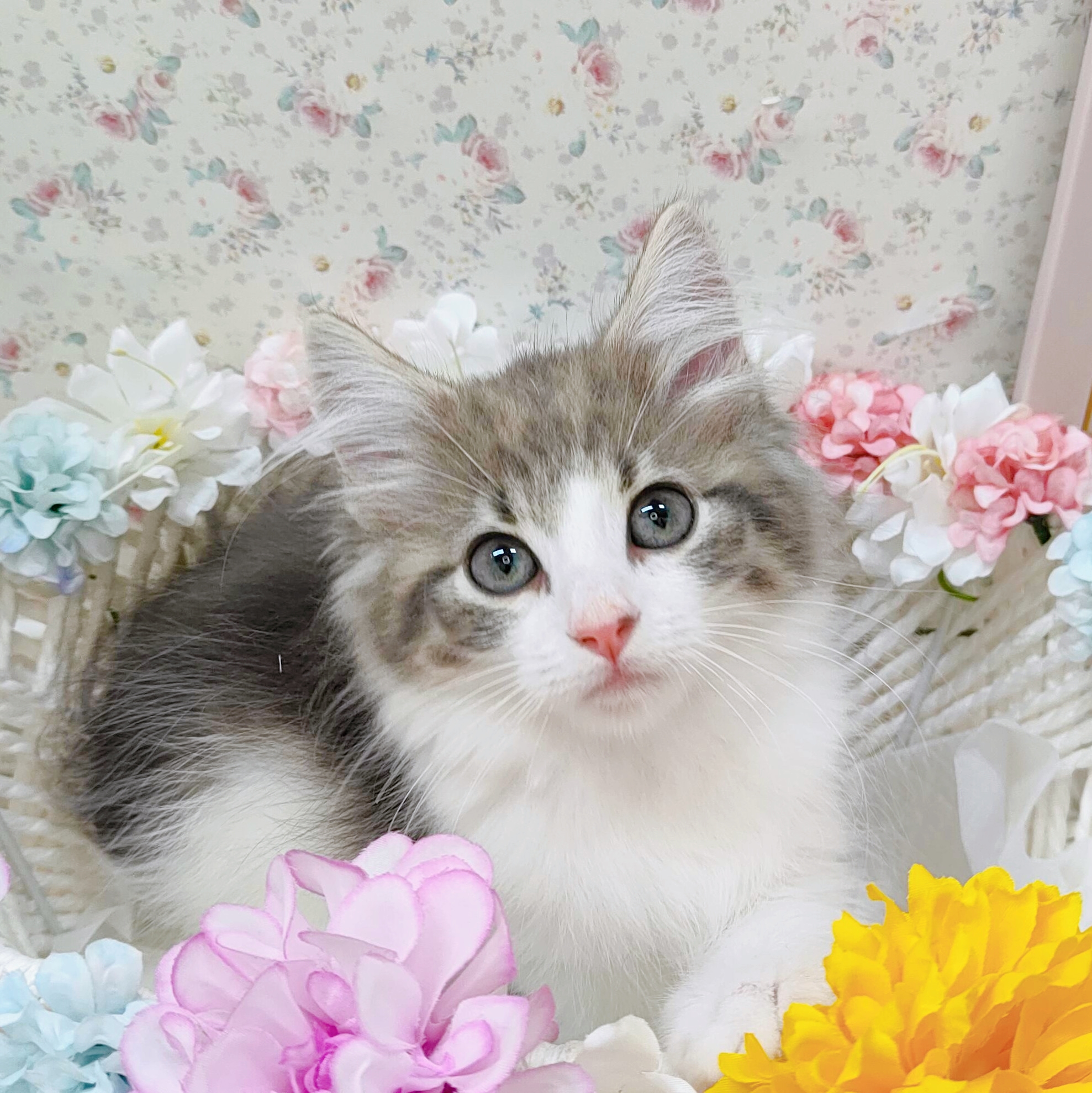 石川県のノルウェージャンフォレストキャット (犬の家＆猫の里アミーゴ金沢有松店/2025年9月11日生まれ/女の子/ブルータビーホワイト)の子猫の4枚目の画像