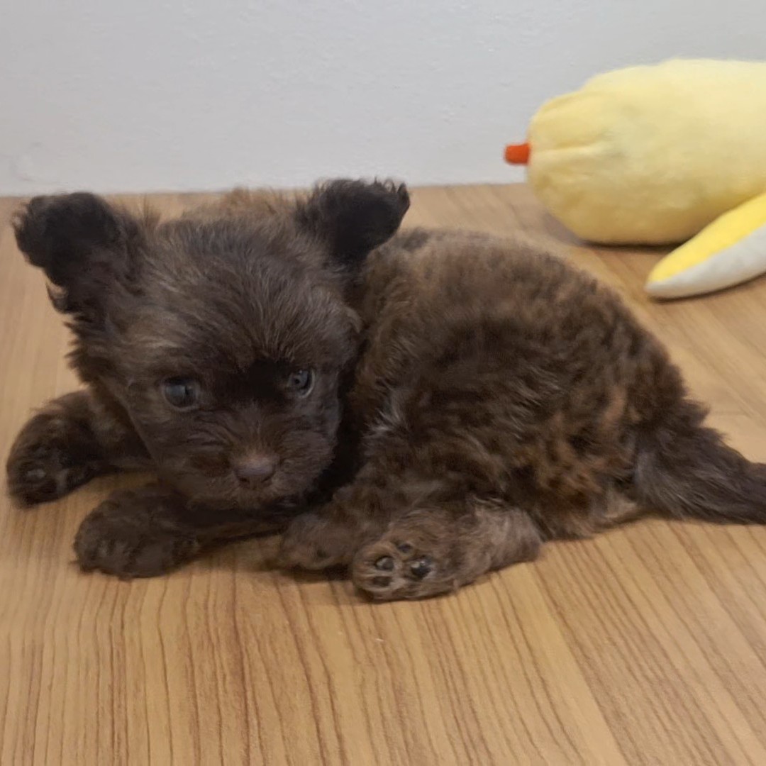 福岡県のチワプー/プーチー(チワワ×プードル) (犬の家＆猫の里トリアス久山店/2025年8月11日生まれ/男の子/ブラウン)の子犬の4枚目の画像