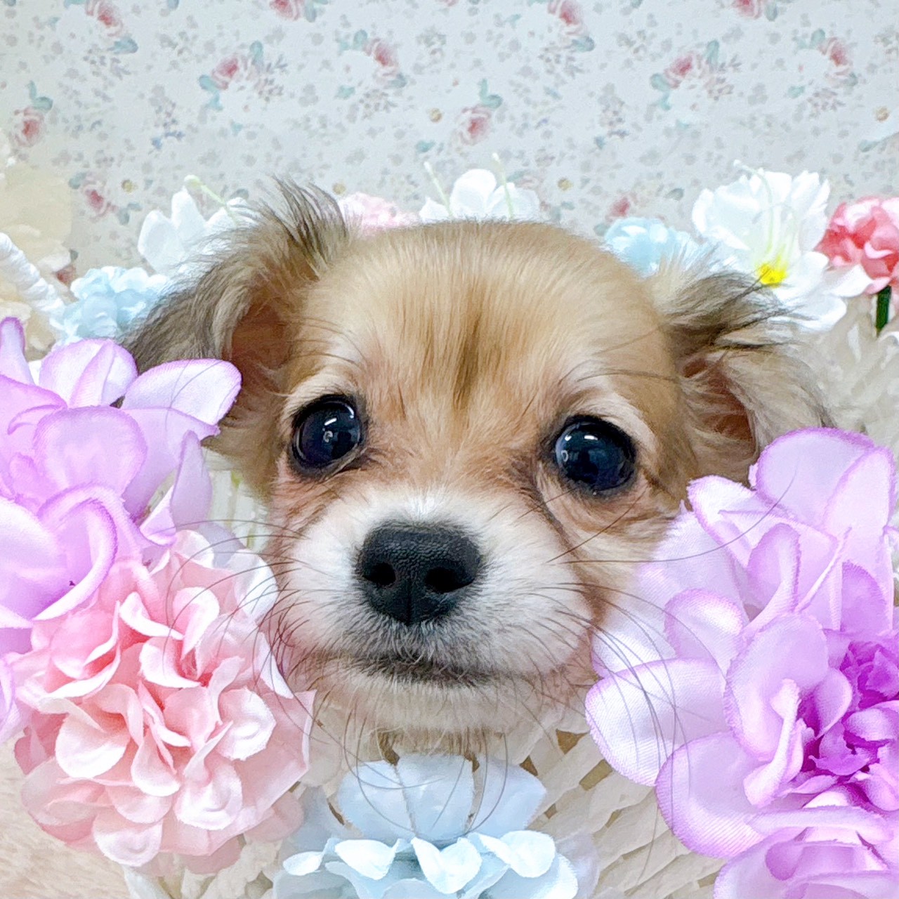 石川県のチワックス(チワワ×ダックス) (犬の家＆猫の里アミーゴ金沢有松店/2025年9月28日生まれ/女の子/フォーン)の子犬の4枚目の画像