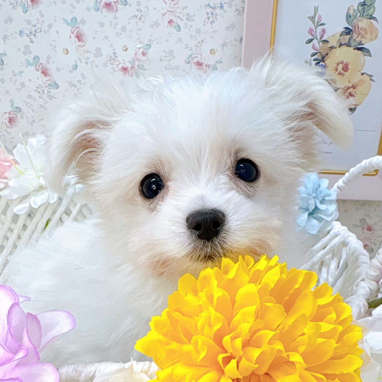 石川県のチワマル/マルチワ(チワワ×マルチーズ) (犬の家＆猫の里アミーゴ金沢有松店/2025年9月16日生まれ/男の子/クリームホワイト)の子犬の4枚目の画像