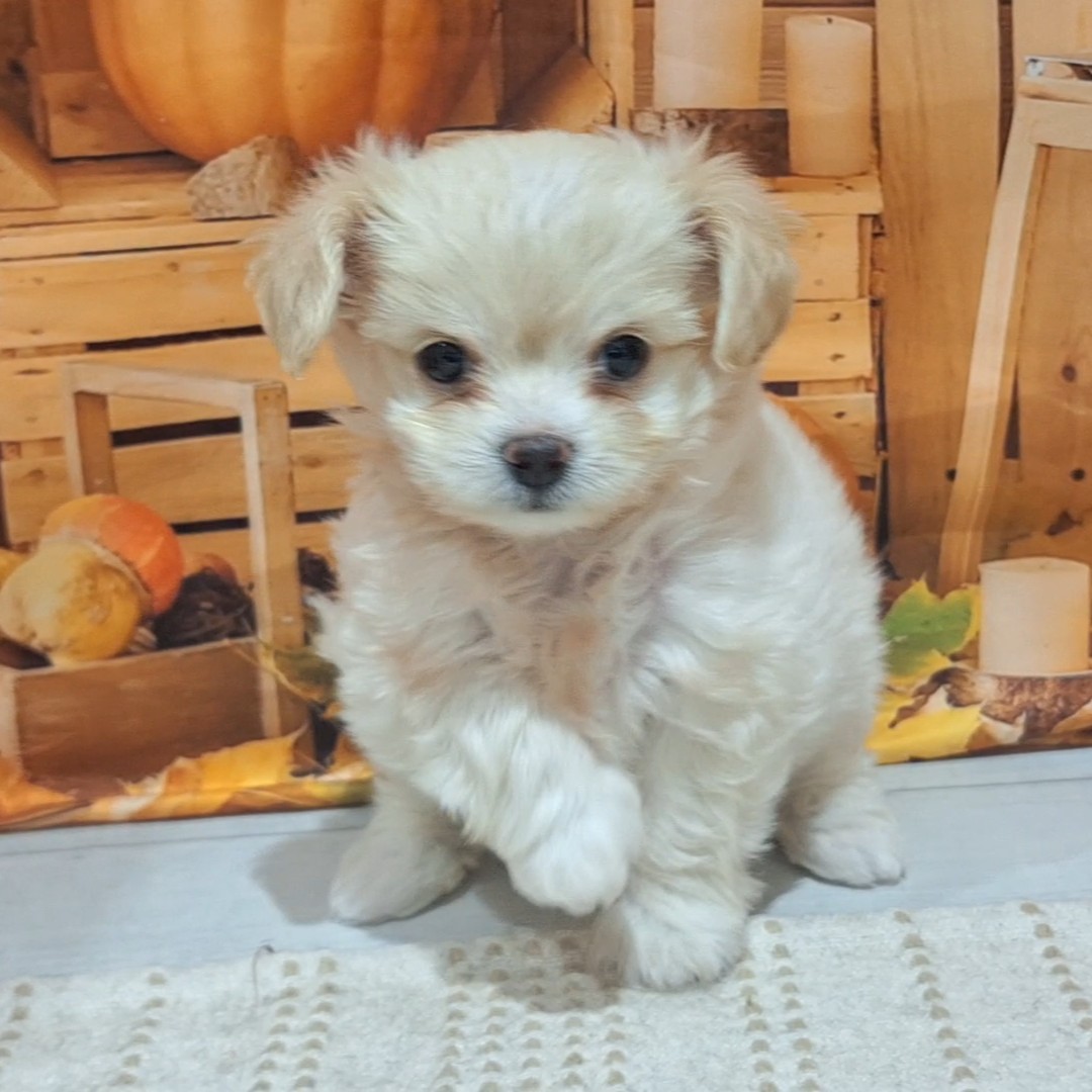 福岡県のチワプー/プーチー(チワワ×プードル) (犬の家&猫の里トリアス久山店/2025年8月26日生まれ/女の子/クリーム)の子犬の4枚目の画像