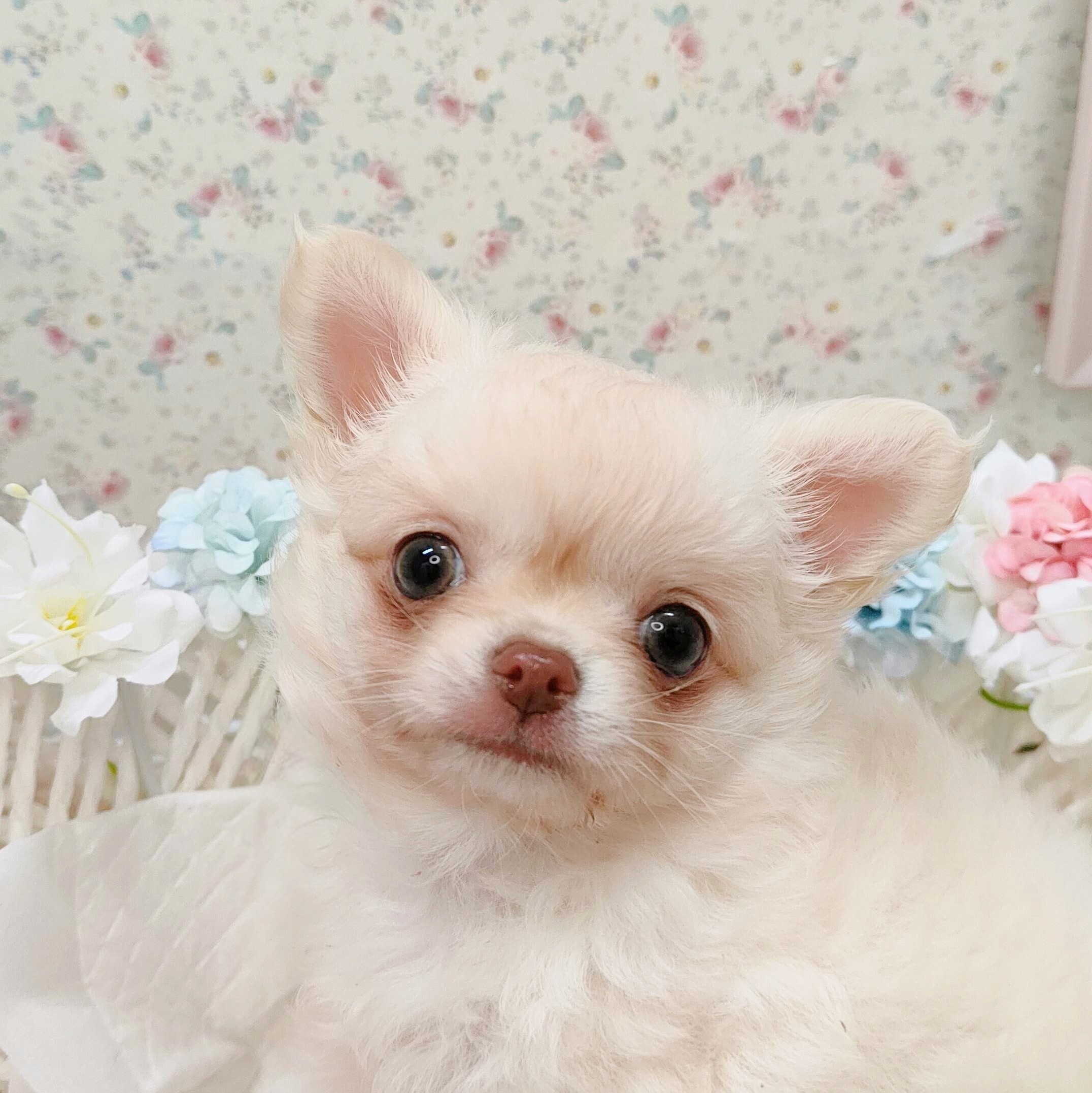 石川県のチワワ(ロング) (犬の家＆猫の里アミーゴ金沢有松店/2025年10月15日生まれ/男の子/クリーム)の子犬の4枚目の画像