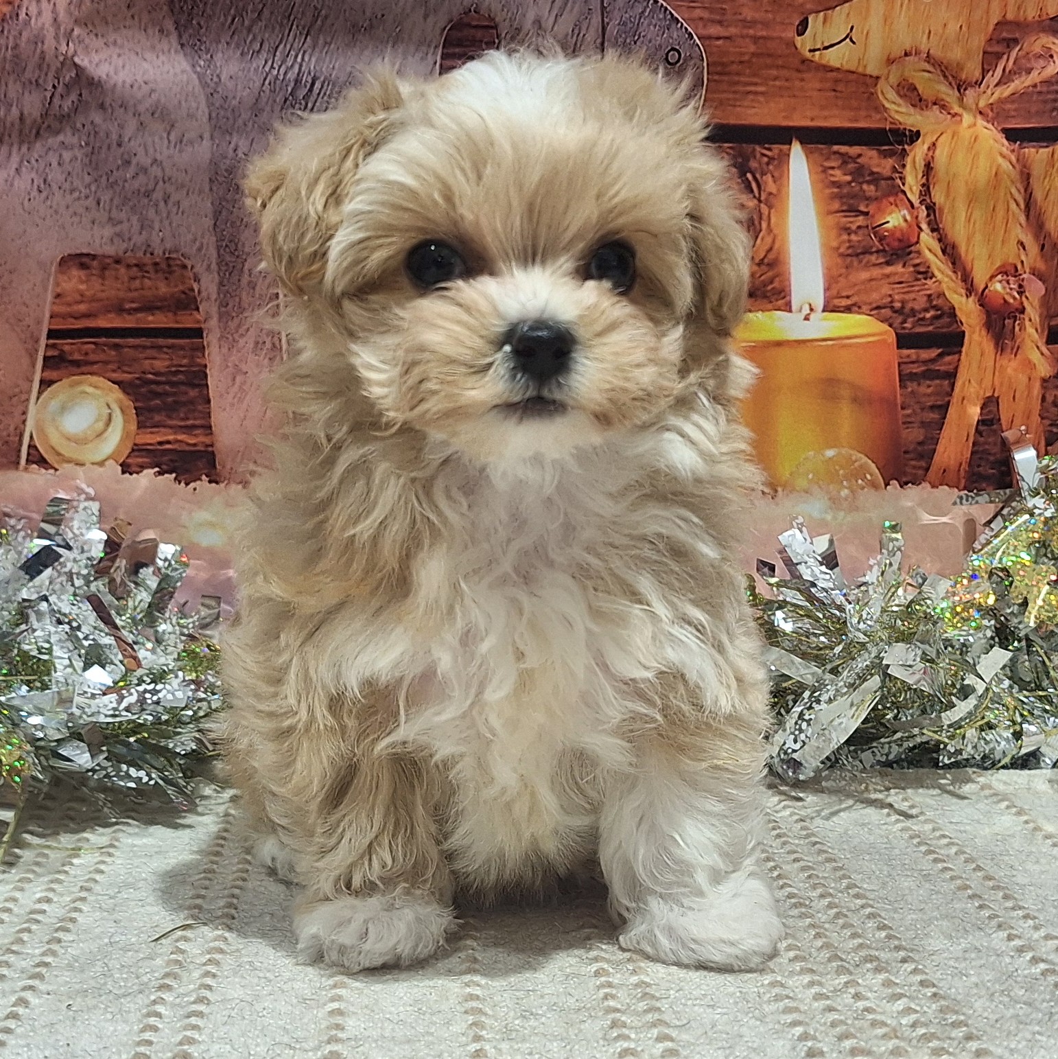 福岡県のマルプー(マルチーズ×プードル) (犬の家＆猫の里トリアス久山店/2025年10月14日生まれ/女の子/クリームホワイト)の子犬の4枚目の画像