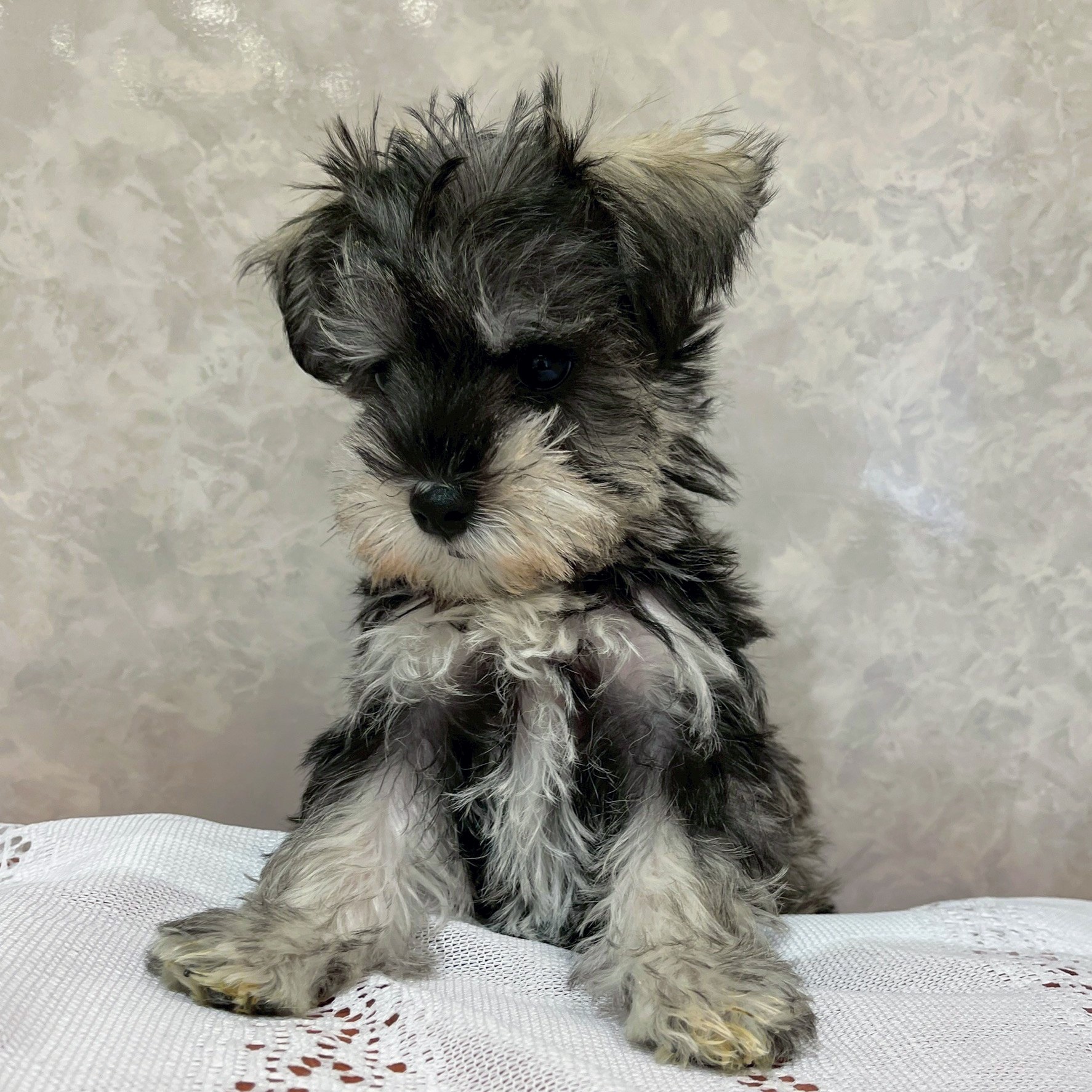 福岡県のシュナマル/マルシュナ(シュナウザー×マルチーズ) (犬の家＆猫の里くりえいと宗像店/2025年12月8日生まれ/女の子/ソルトペッパー)の子犬の4枚目の画像