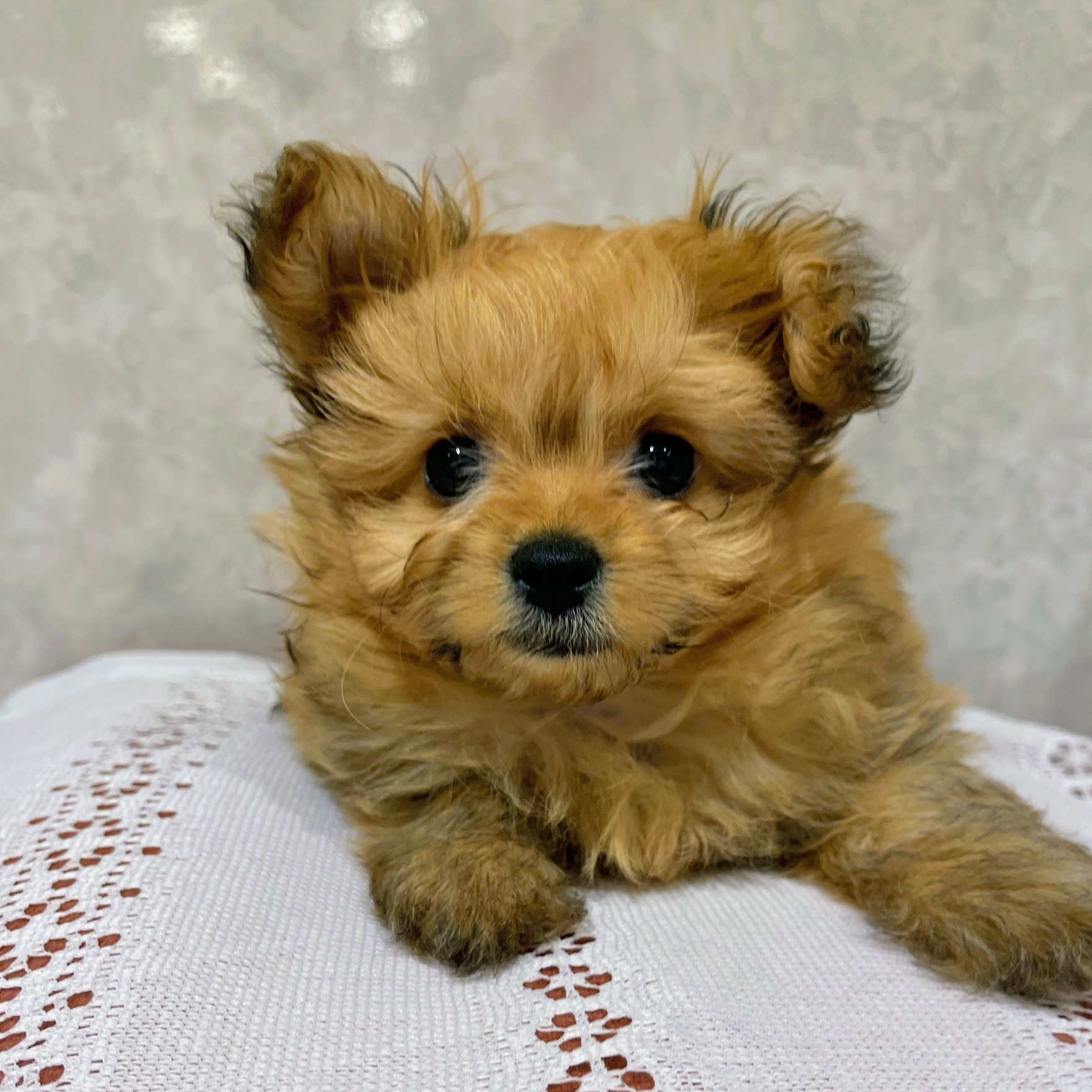 福岡県のポメプー(ポメラニアン×プードル) (犬の家＆猫の里くりえいと宗像店/2025年11月28日生まれ/女の子/オレンジ)の子犬の4枚目の画像