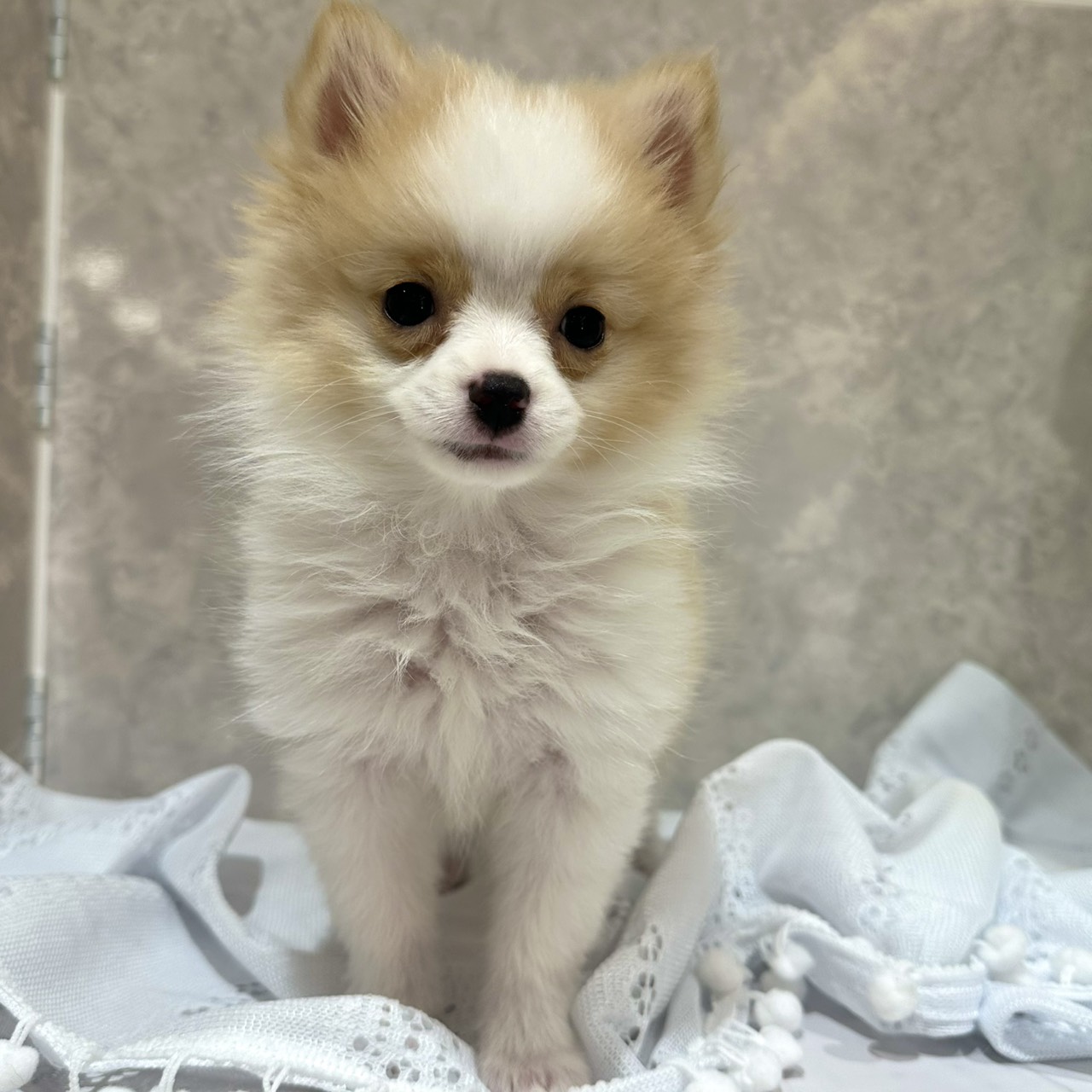 福岡県のポメラニアン (犬の家＆猫の里くりえいと宗像店/2025年11月16日生まれ/女の子/パーティーカラー)の子犬の1枚目の画像