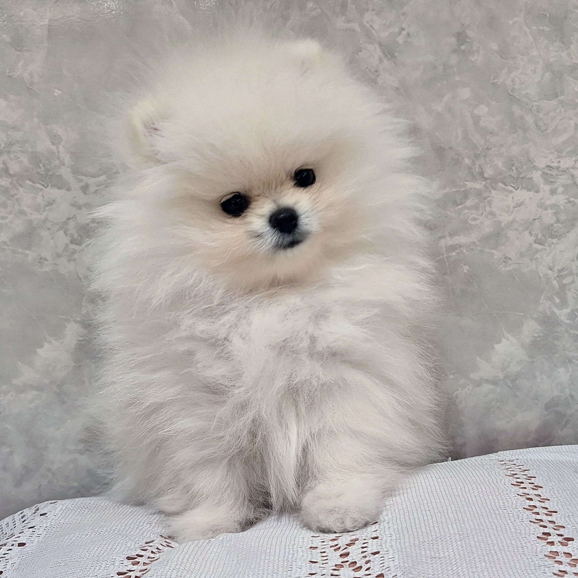 福岡県のポメラニアン (犬の家＆猫の里くりえいと宗像店/2025年11月30日生まれ/女の子/ホワイト)の子犬の4枚目の画像