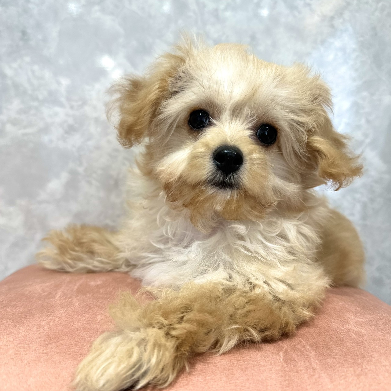 ハーフ犬女の子の写真