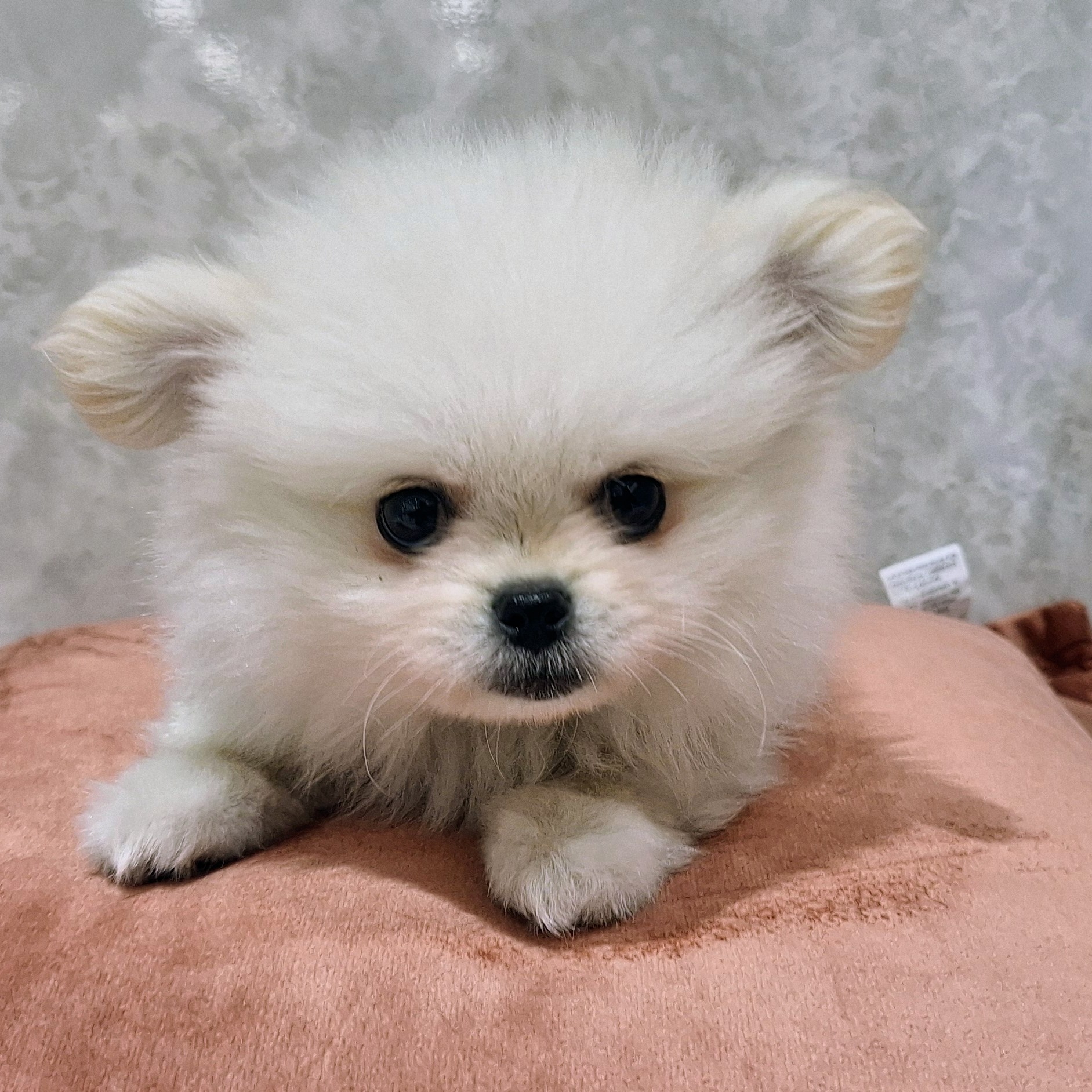 福岡県のペキポメ/ポメペキ(ペキニーズ×ポメラニアン) (犬の家＆猫の里くりえいと宗像店/2026年1月14日生まれ/男の子/クリーム)の子犬の4枚目の画像