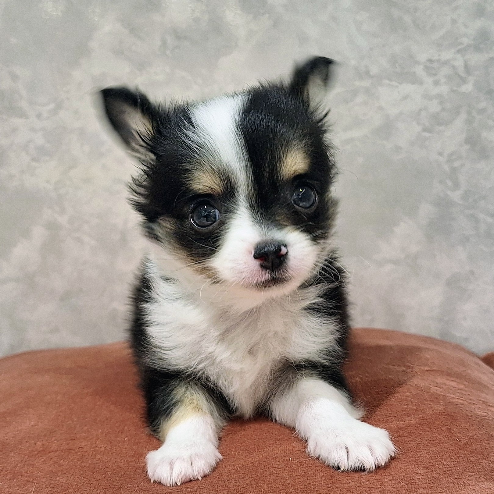 福岡県のチワワ(ロング) (犬の家＆猫の里くりえいと宗像店/2026年1月13日生まれ/男の子/ブラックタンホワイト)の子犬の4枚目の画像