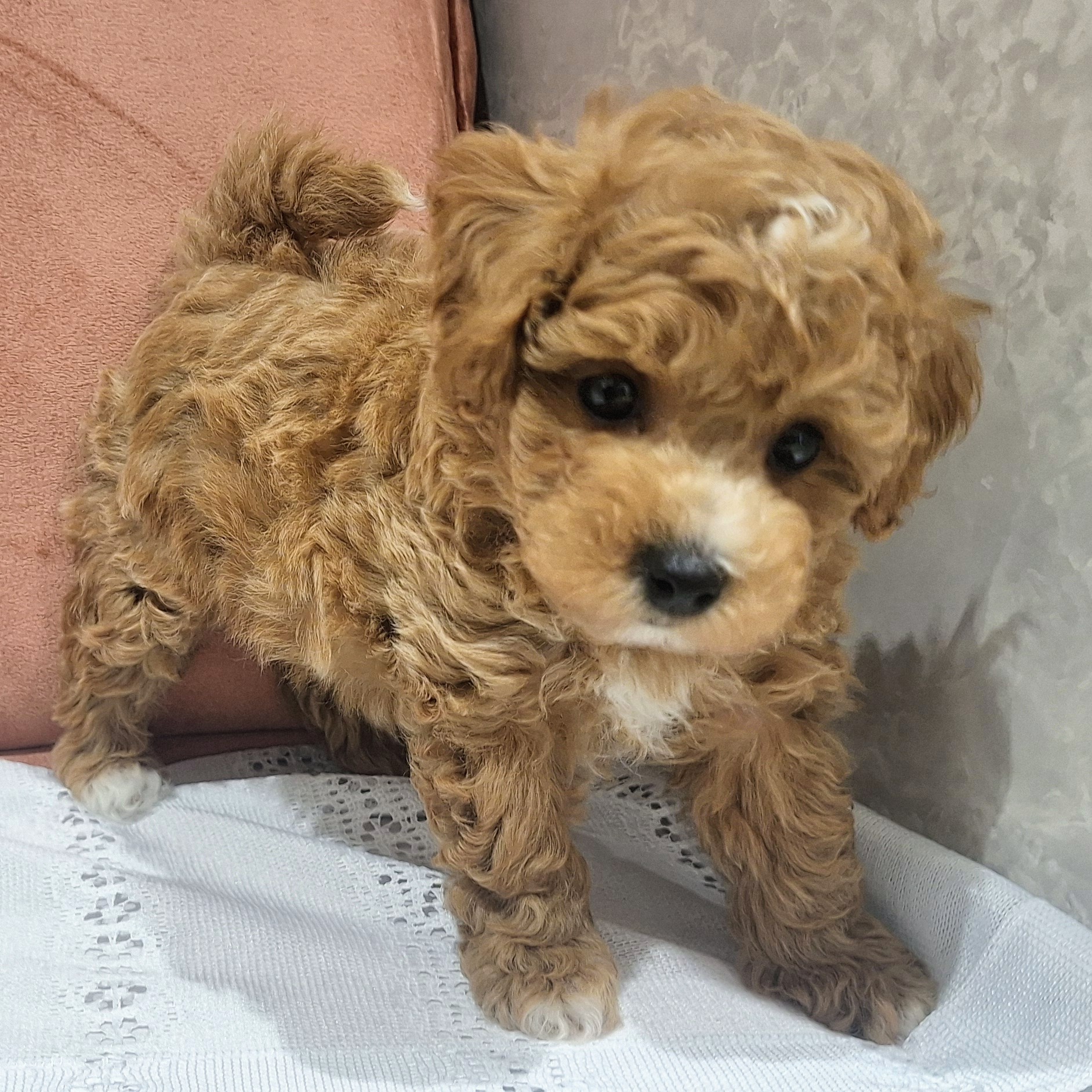 福岡県のビションプー(ビションフリーゼ×プードル) (犬の家＆猫の里くりえいと宗像店/2026年1月19日生まれ/男の子/アプリコット)の子犬の4枚目の画像