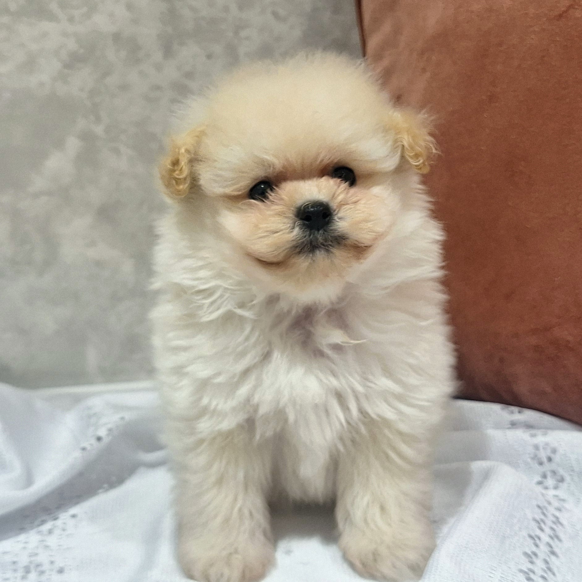 ハーフ犬男の子の写真