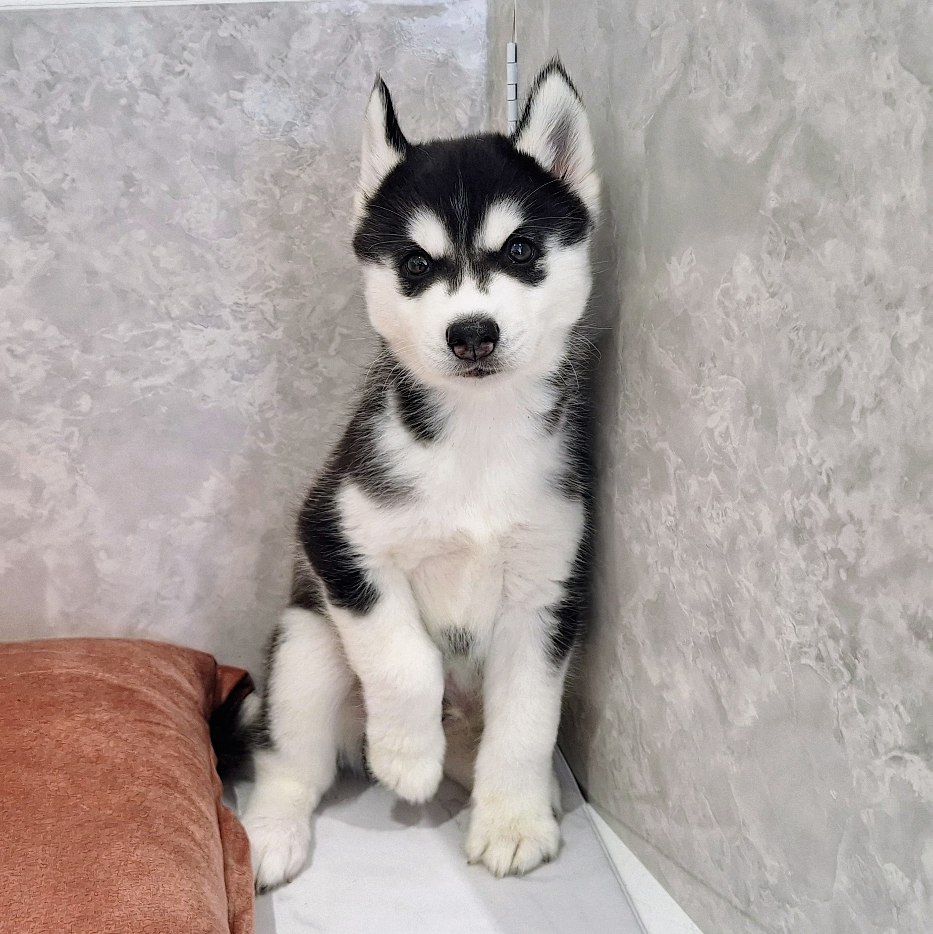 福岡県のシベリアンハスキー (犬の家＆猫の里くりえいと宗像店/2026年1月25日生まれ/男の子/ブラックホワイト)の子犬の4枚目の画像