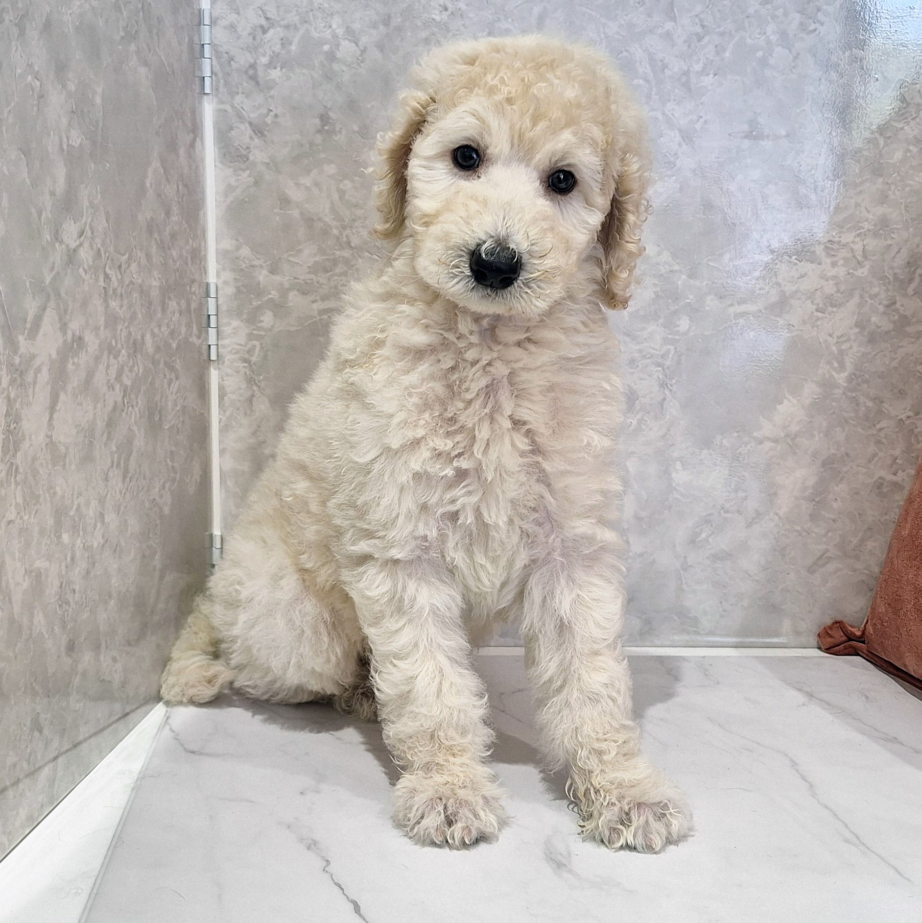 福岡県のスタンダードプードル (犬の家＆猫の里くりえいと宗像店/2026年1月27日生まれ/男の子/ホワイト)の子犬の1枚目の画像
