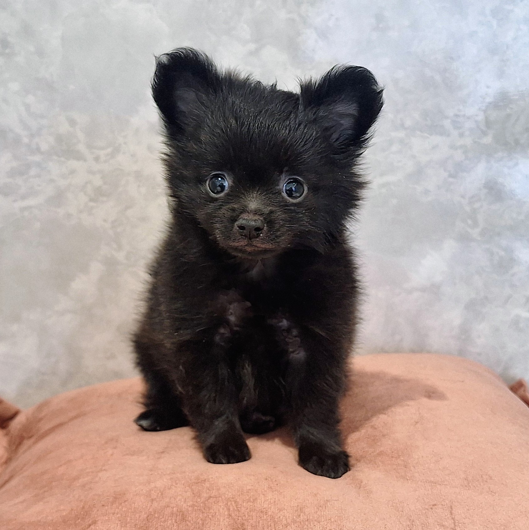 福岡県のポメチワ/チワポメ/ポメチー(ポメラニアン×チワワ) (犬の家＆猫の里くりえいと宗像店/2026年1月24日生まれ/女の子/ブラック)の子犬の4枚目の画像