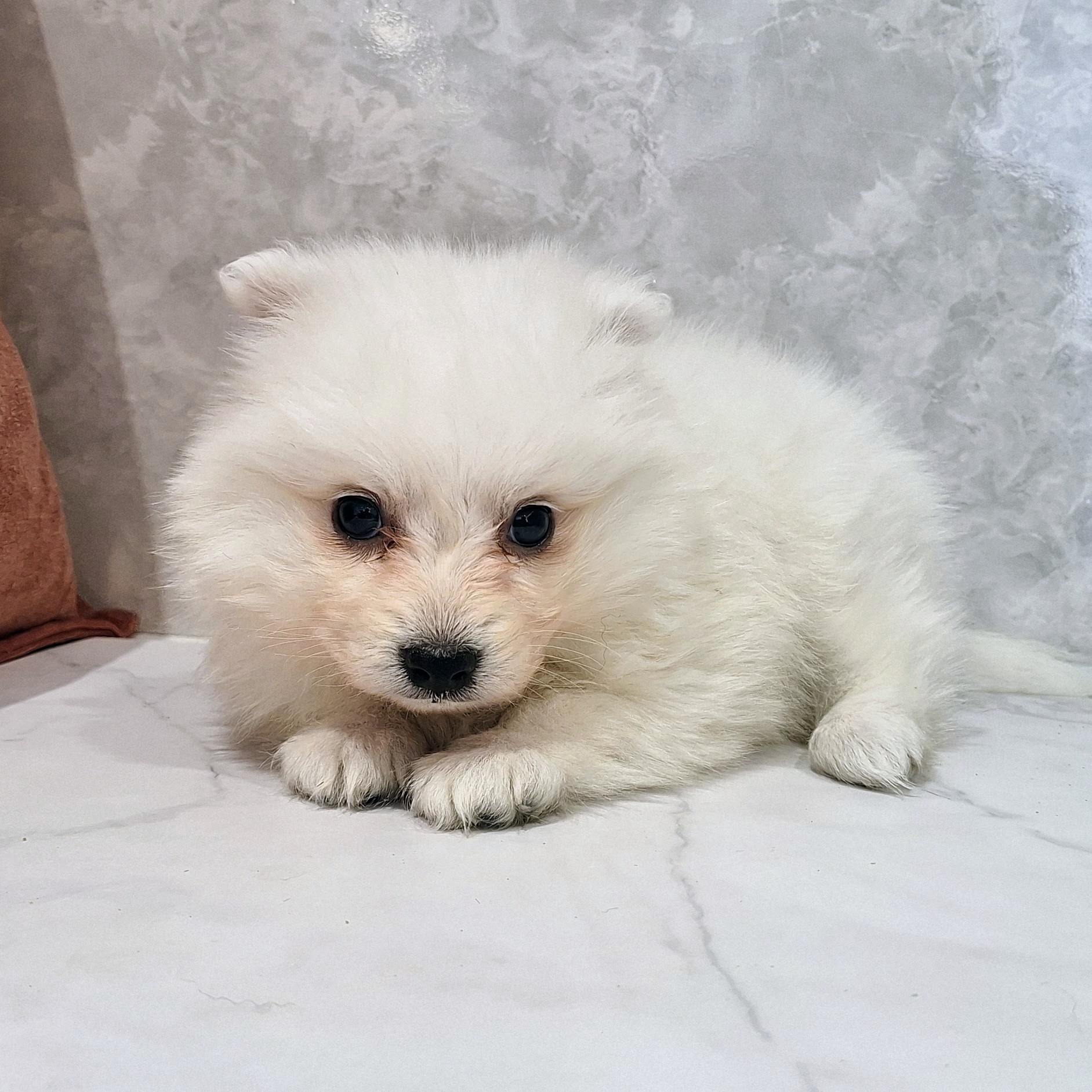 福岡県の日本スピッツ (犬の家＆猫の里くりえいと宗像店/2026年1月26日生まれ/女の子/ホワイト)の子犬の4枚目の画像