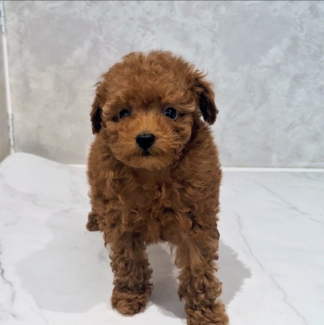 福岡県のトイプードル(タイニー) (犬の家＆猫の里くりえいと宗像店/2026年1月25日生まれ/男の子/レッドフォーン)の子犬の4枚目の画像