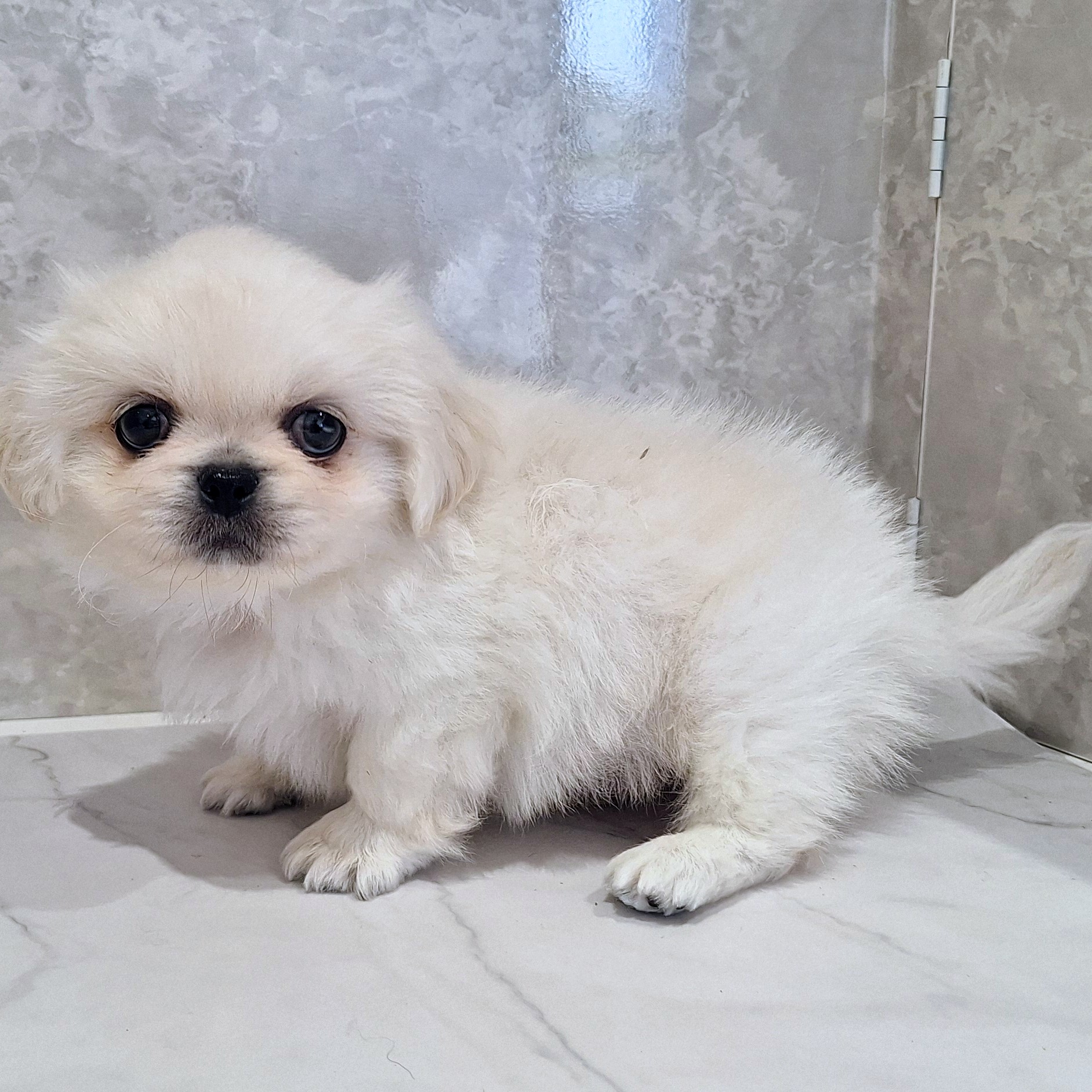 福岡県のペキニーズ (犬の家＆猫の里くりえいと宗像店/2026年1月26日生まれ/男の子/クリーム)の子犬の4枚目の画像